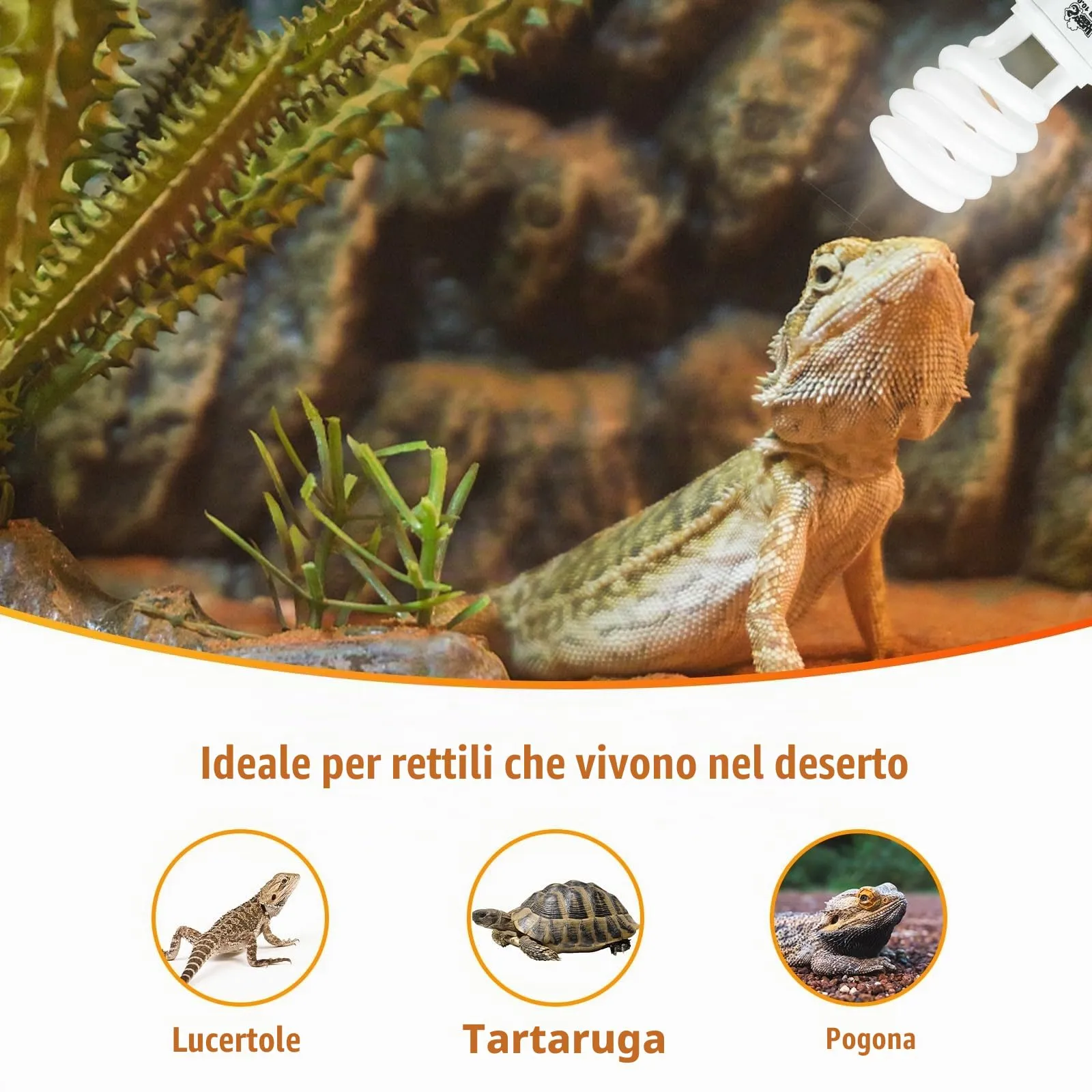 LUCKY HERP Lampadina UVA UVB per Rettili, Lampada UVB Tartaruga Terrestre 23W 10.0, Lampada Fluorescente Compatta per Rettili Draghi Barbuti. - immagine 7