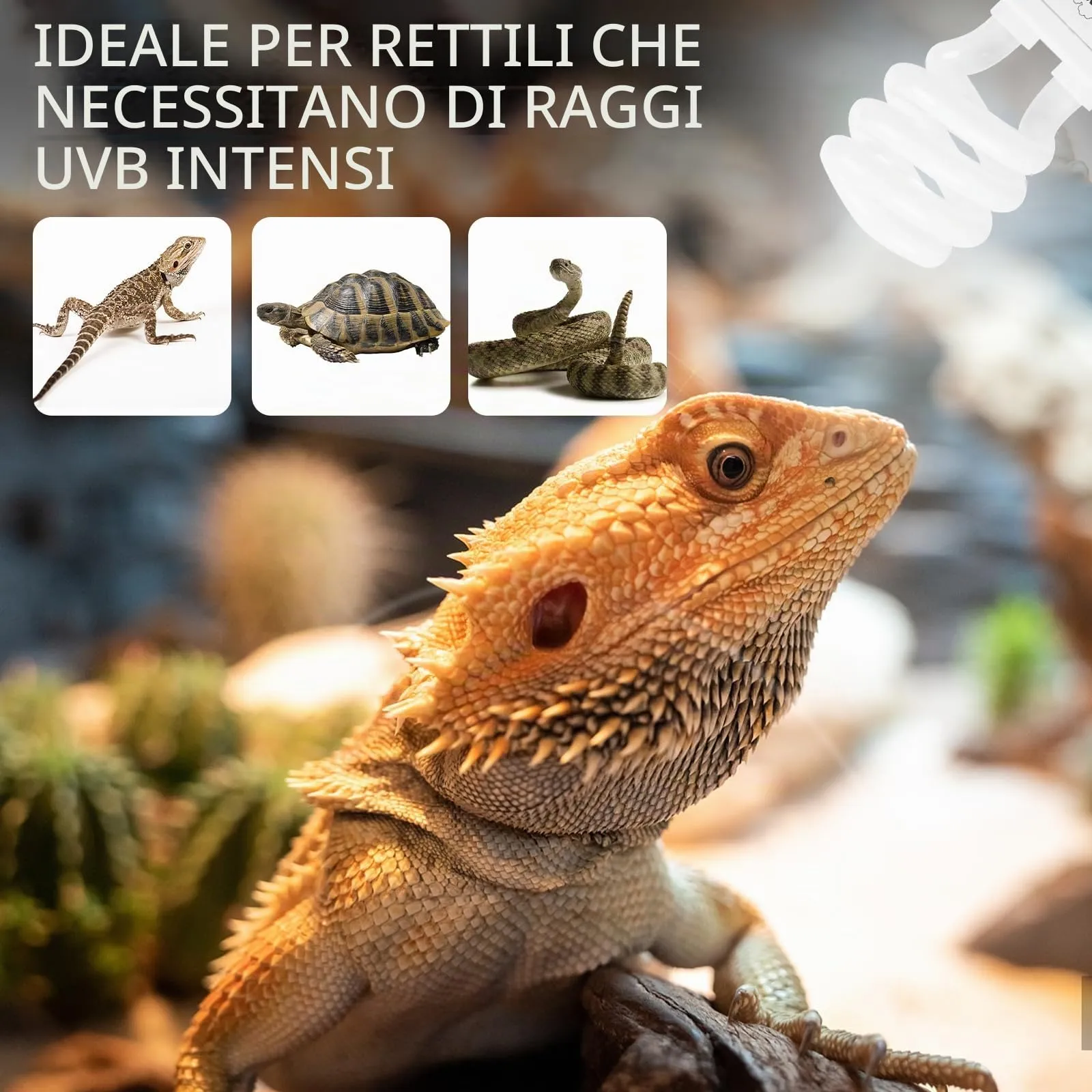 LUCKY HERP Lampada UVB per terrario, lampada per rettili, UVA UVB 10.0, E27, lampada compatta UVB 13 W, lampada da terrario UVA UVB per atlami da barba, tartarughe, serpenti, lucertole, rettili e - immagine 4
