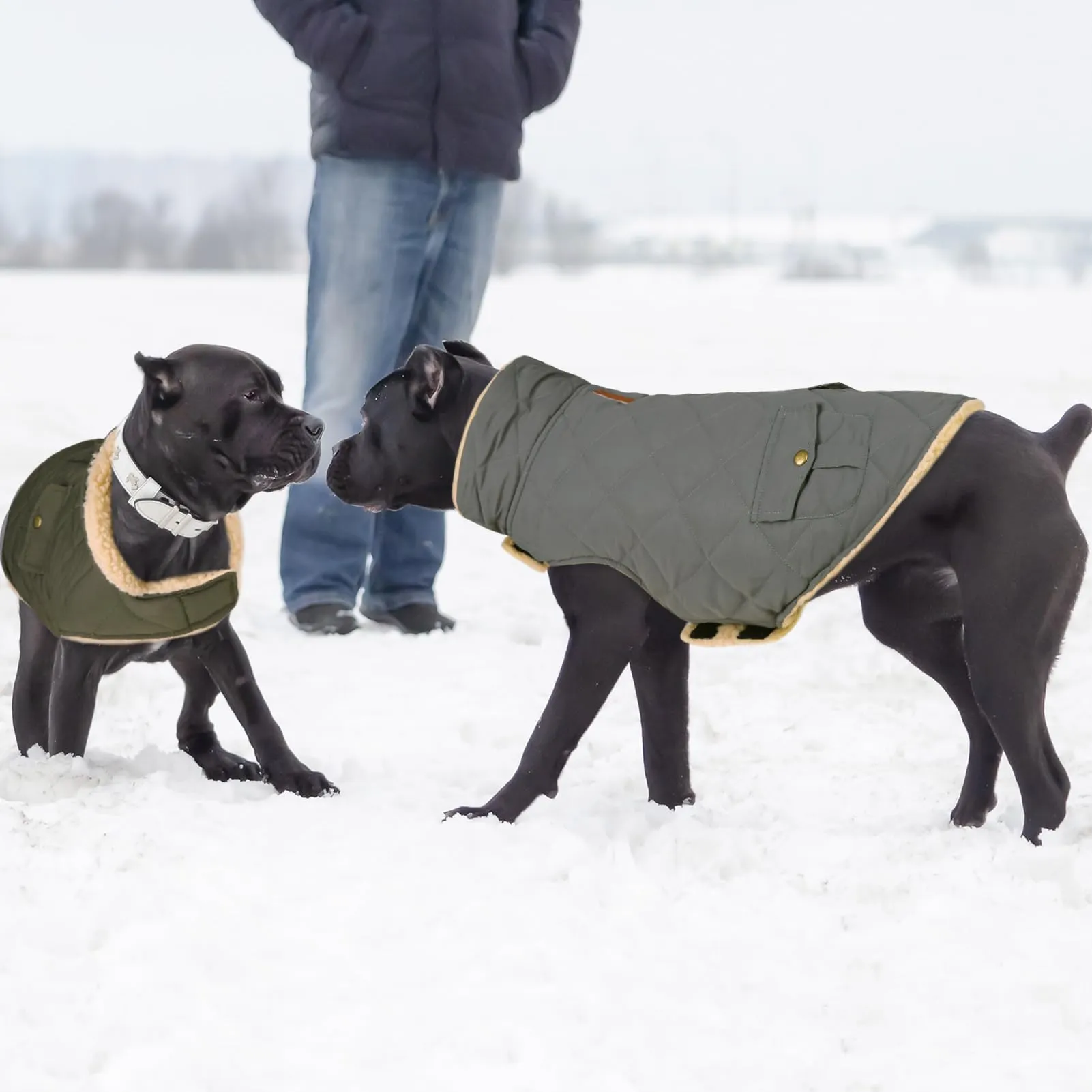 CITÉTOILE Gilet Termico Invernale per Cani in Lana Spessa Grigio S - immagine 7