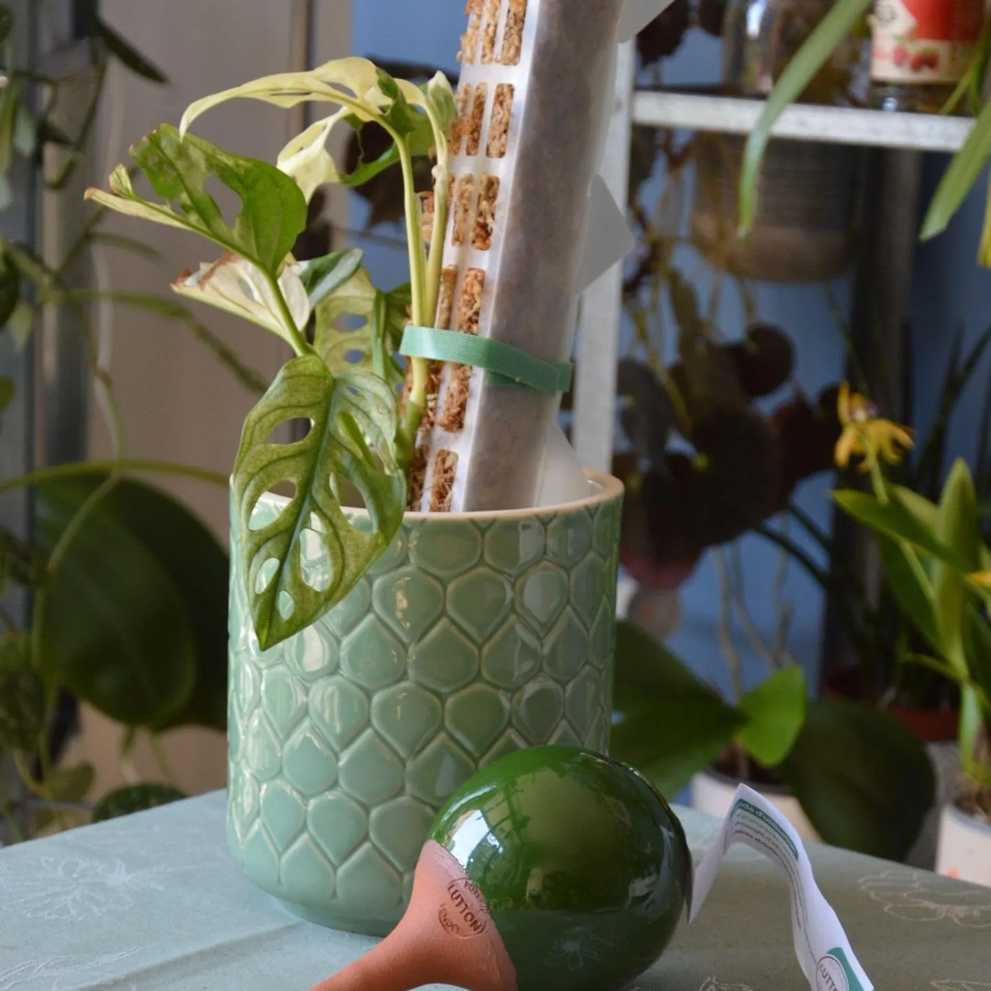 Ollas Lutton Mini Olla Terracotta 25cl | Produzione Francese | Irrigazione automatica ecologica | Irrigazione naturale per Piante Interne ed Esterne | Autonomia 2 Giorni | Olla Verde - immagine 4