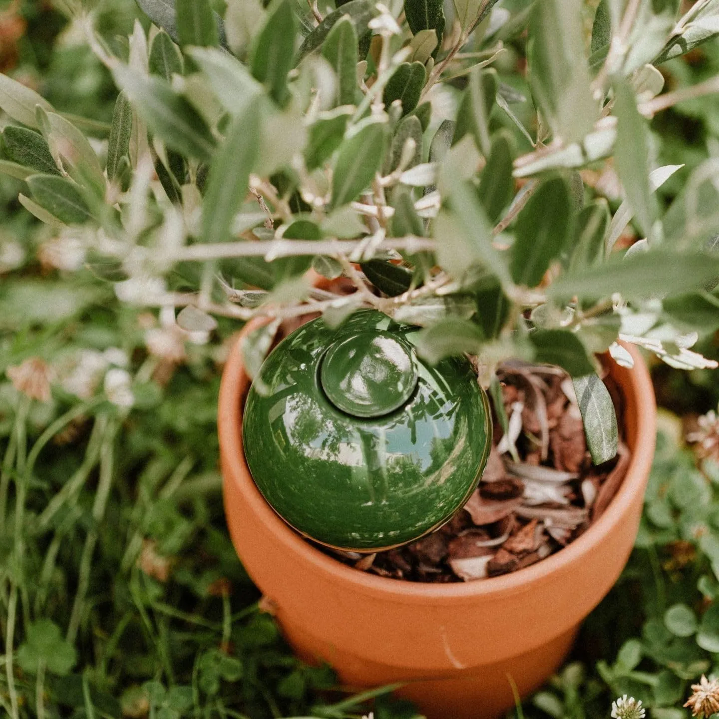 Ollas Lutton Mini Olla Terracotta 25cl | Produzione Francese | Irrigazione automatica ecologica | Irrigazione naturale per Piante Interne ed Esterne | Autonomia 2 Giorni | Olla Verde - immagine 5