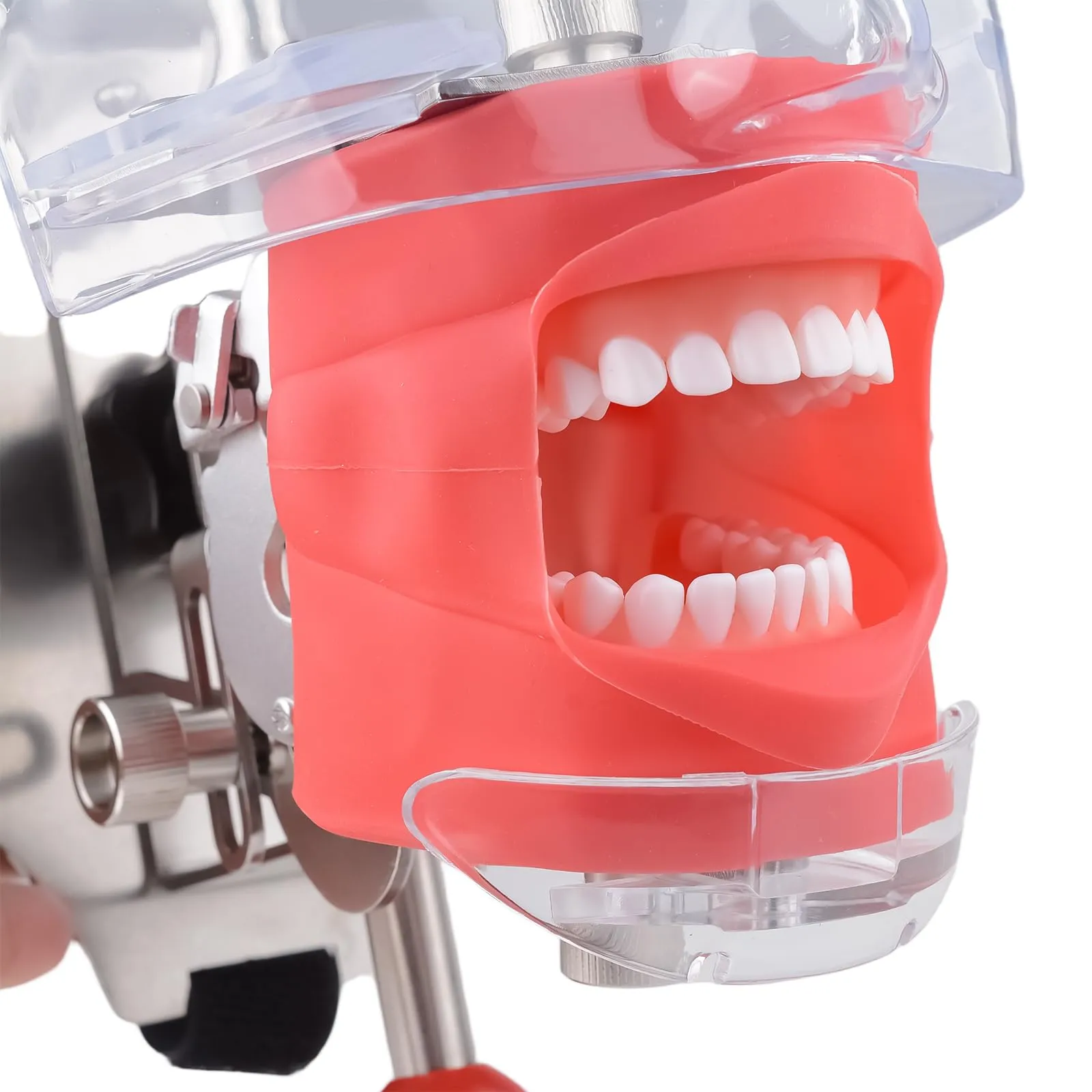 Shogoody Testa di manichino simulatore dentale con 28 denti rimovibili, modello di testa fantasma per insegnamento clinico, laboratori di simulazione e pratica Typodont - immagine 3