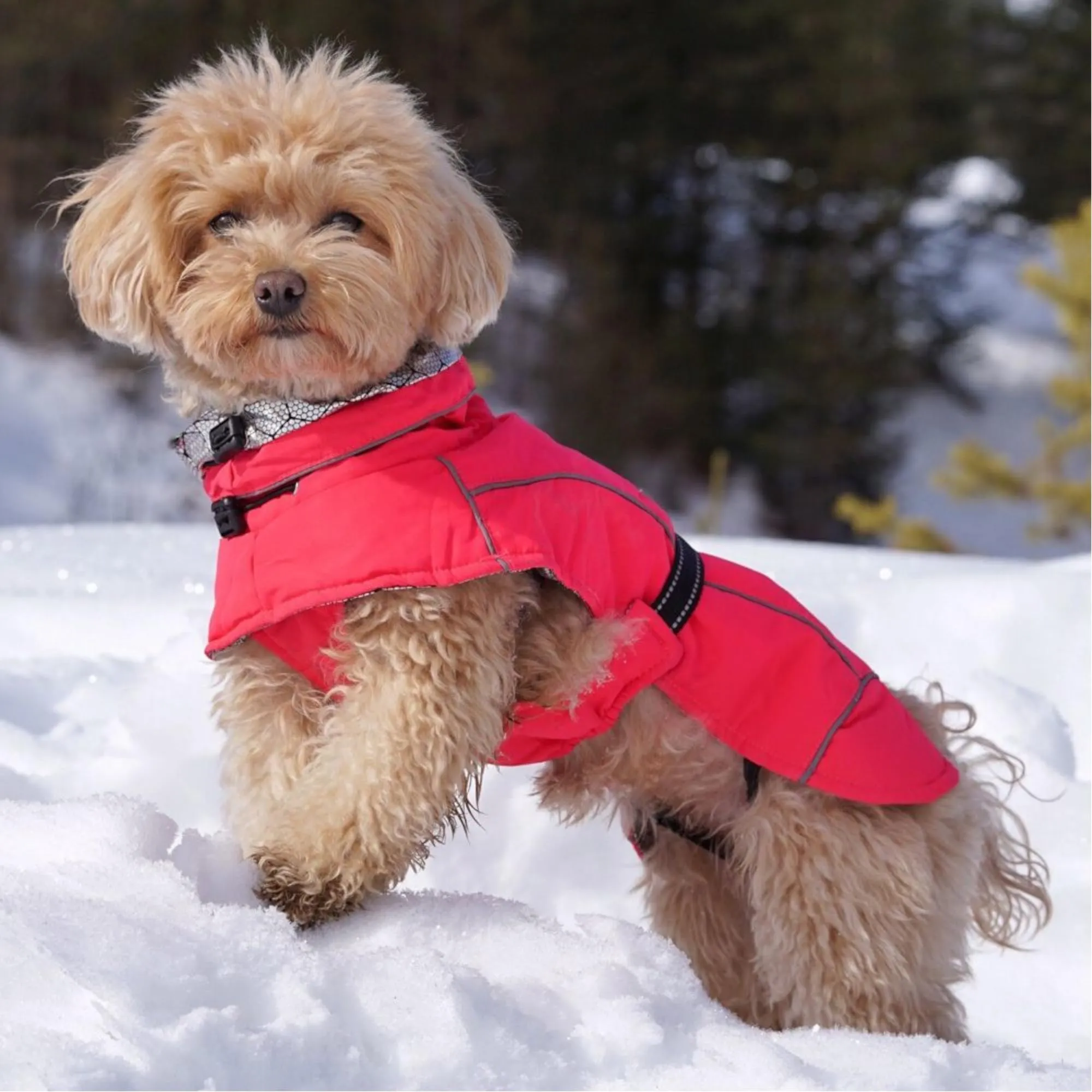 Croci Hiking Cappotto Per Cani, Impermeabile Per Cani, Makalu, Fodera Termoregolante, Rosa (Fucsia), 55 cm - immagine 6