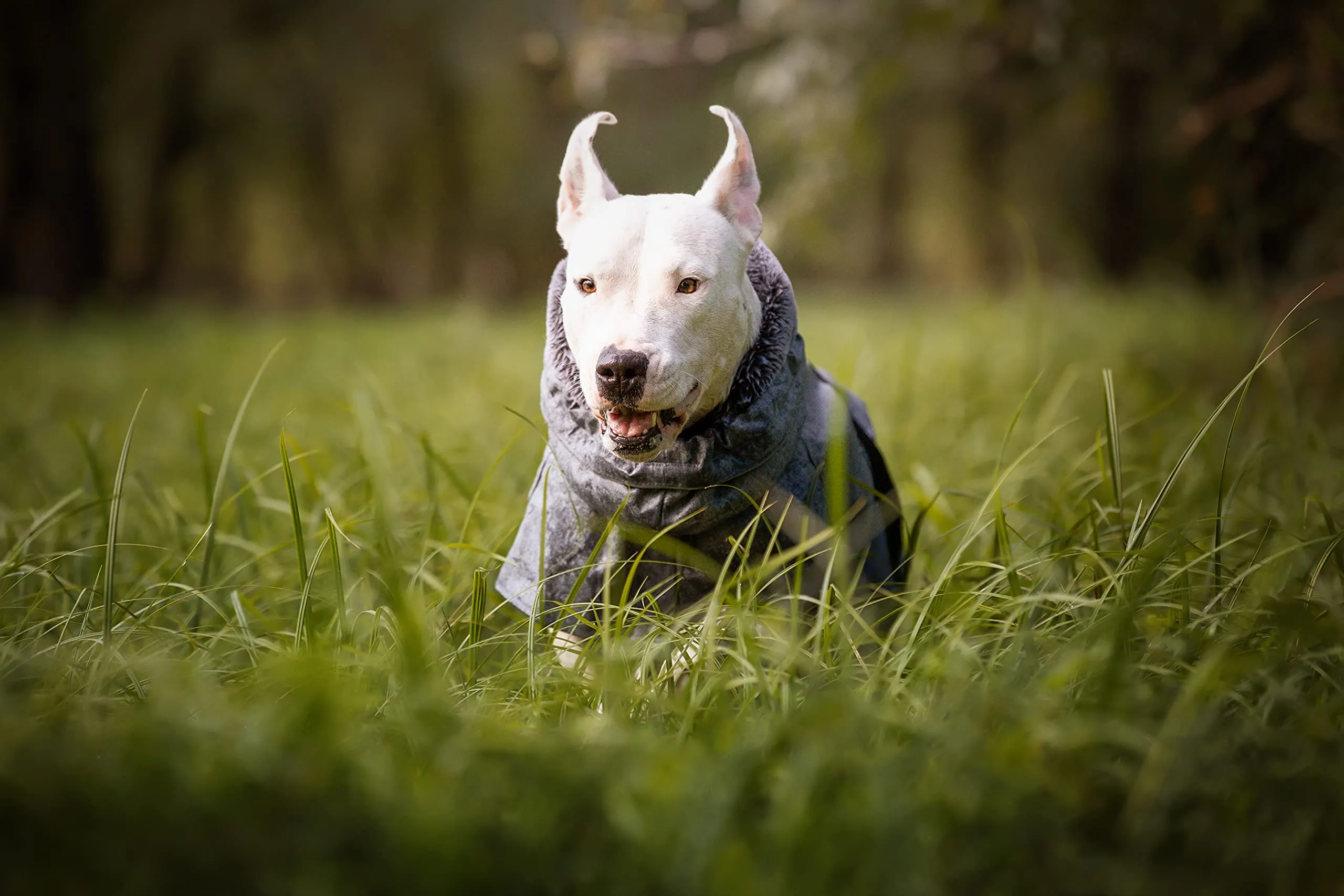 Croci Hiking Everest - Giacca impermeabile antivento invernale per cani con fodera ThermoPile, adatto fino a 0 C°, regolabile e ultraleggero, collo antipioggia, Grigio, taglia 65 cm - immagine 9