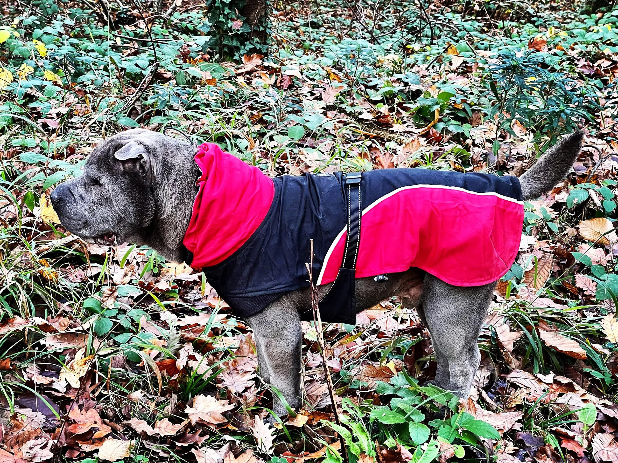 Croci Hiking Cappotto Per Cani, Impermeabile Per Cani, Makalu, Fodera Termoregolante, Nero/Rosso, 40 cm - immagine 3