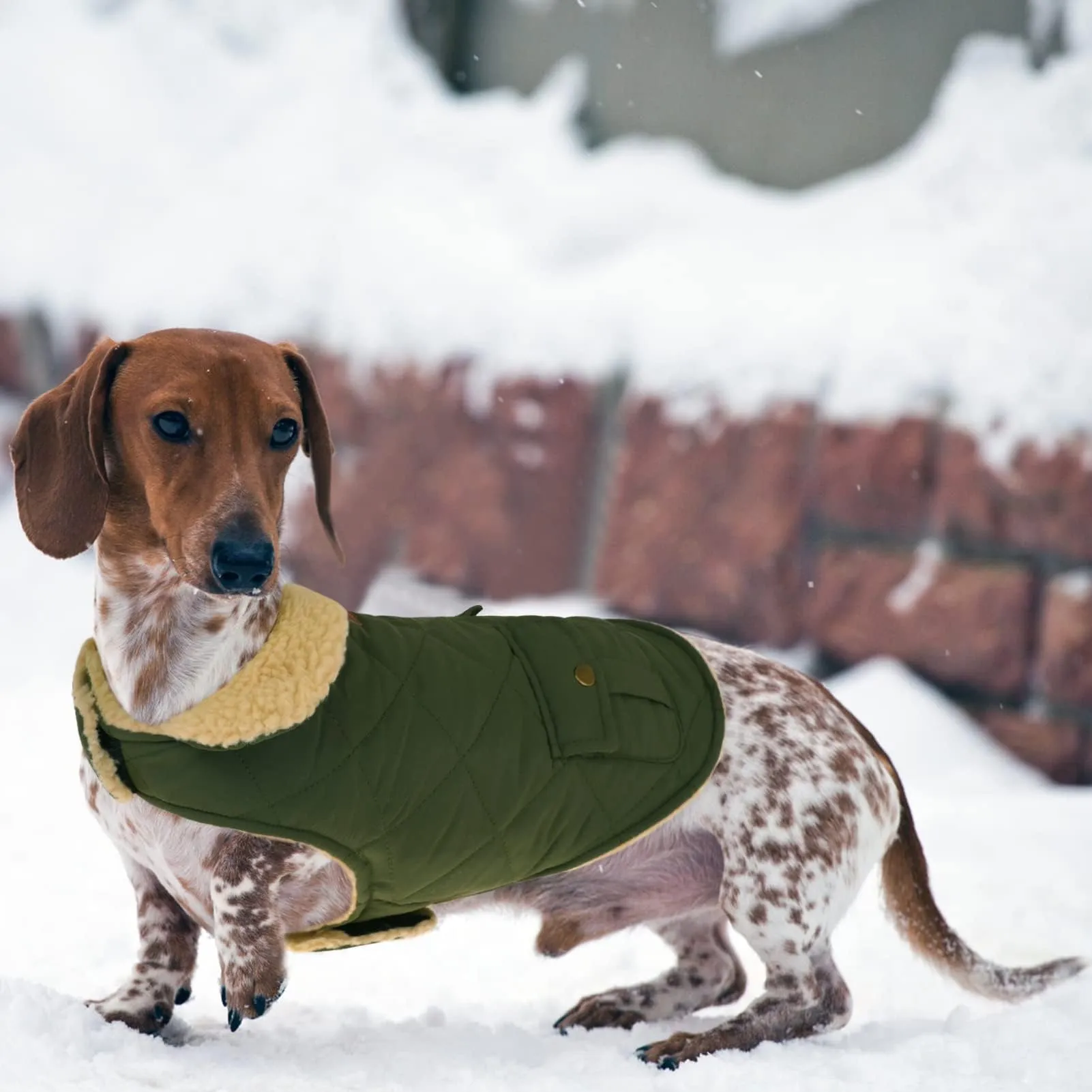 CITÉTOILE Gilet Termico Invernale per Cani in Lana Spessa Verde XS - immagine 5