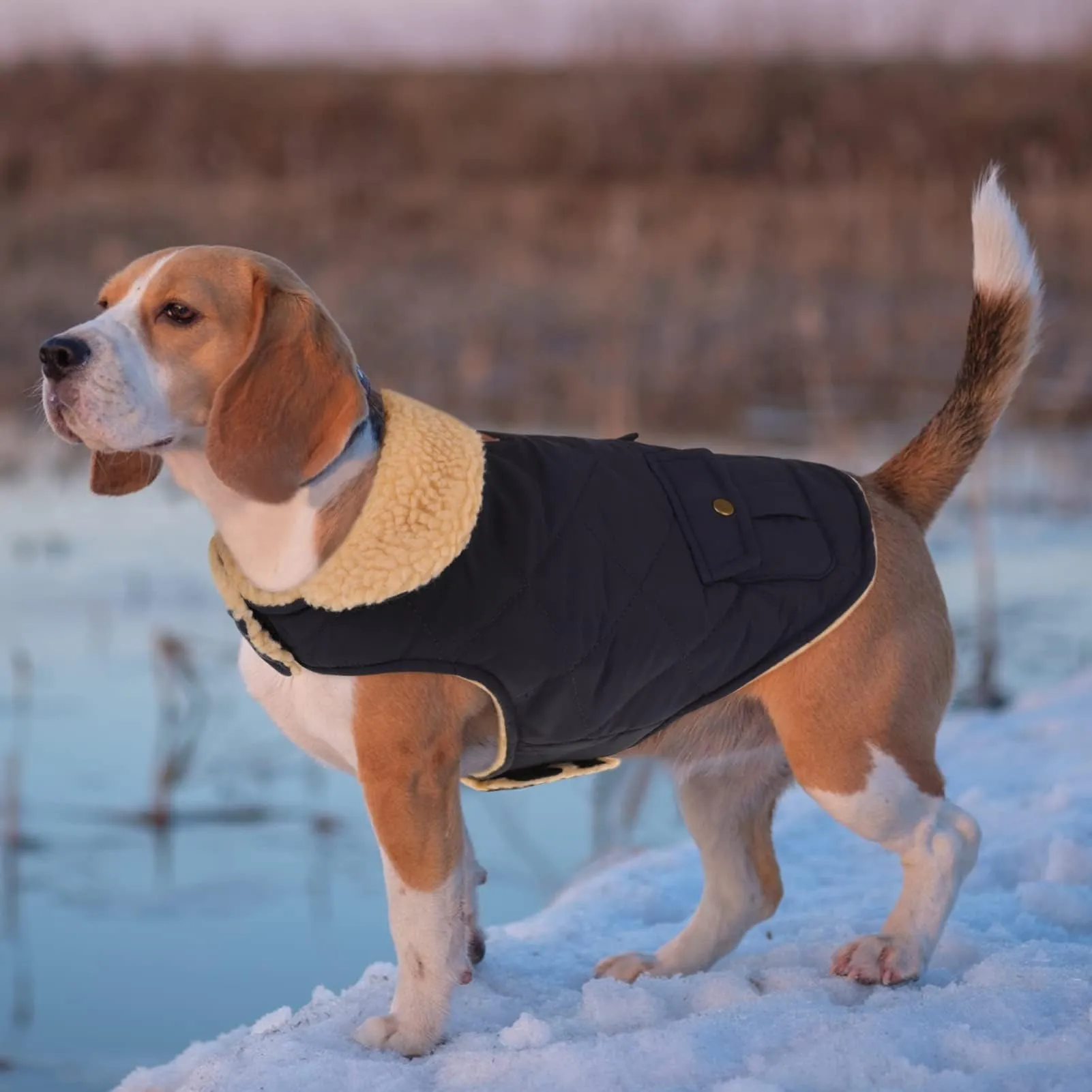 CITÉTOILE Gilet Termico Invernale per Cani in Lana Spessa Blu S - immagine 5