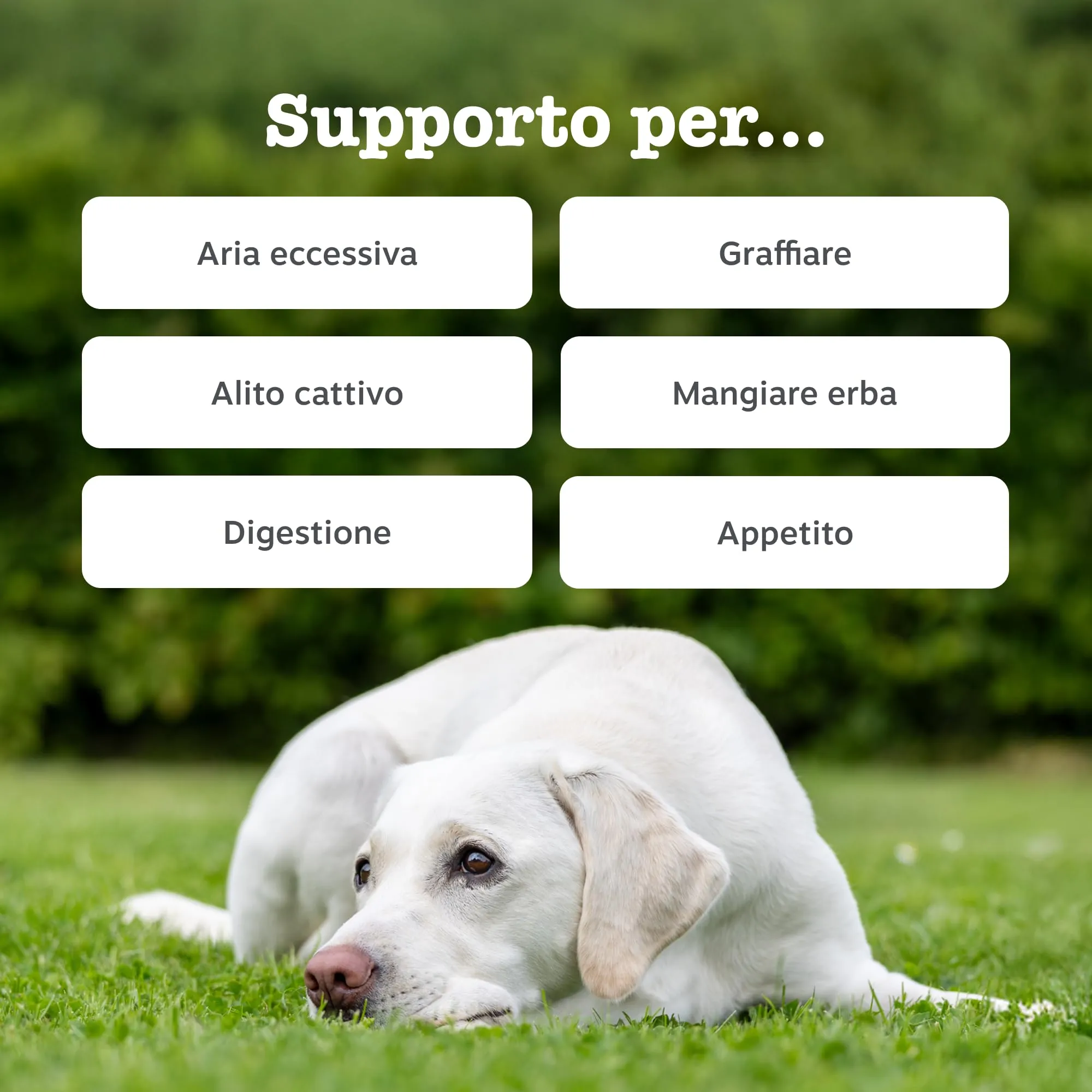 Zesty Paws Prebiotici, Probiotici e Postbiotici per Cani – 90 Bocconcini - immagine 2