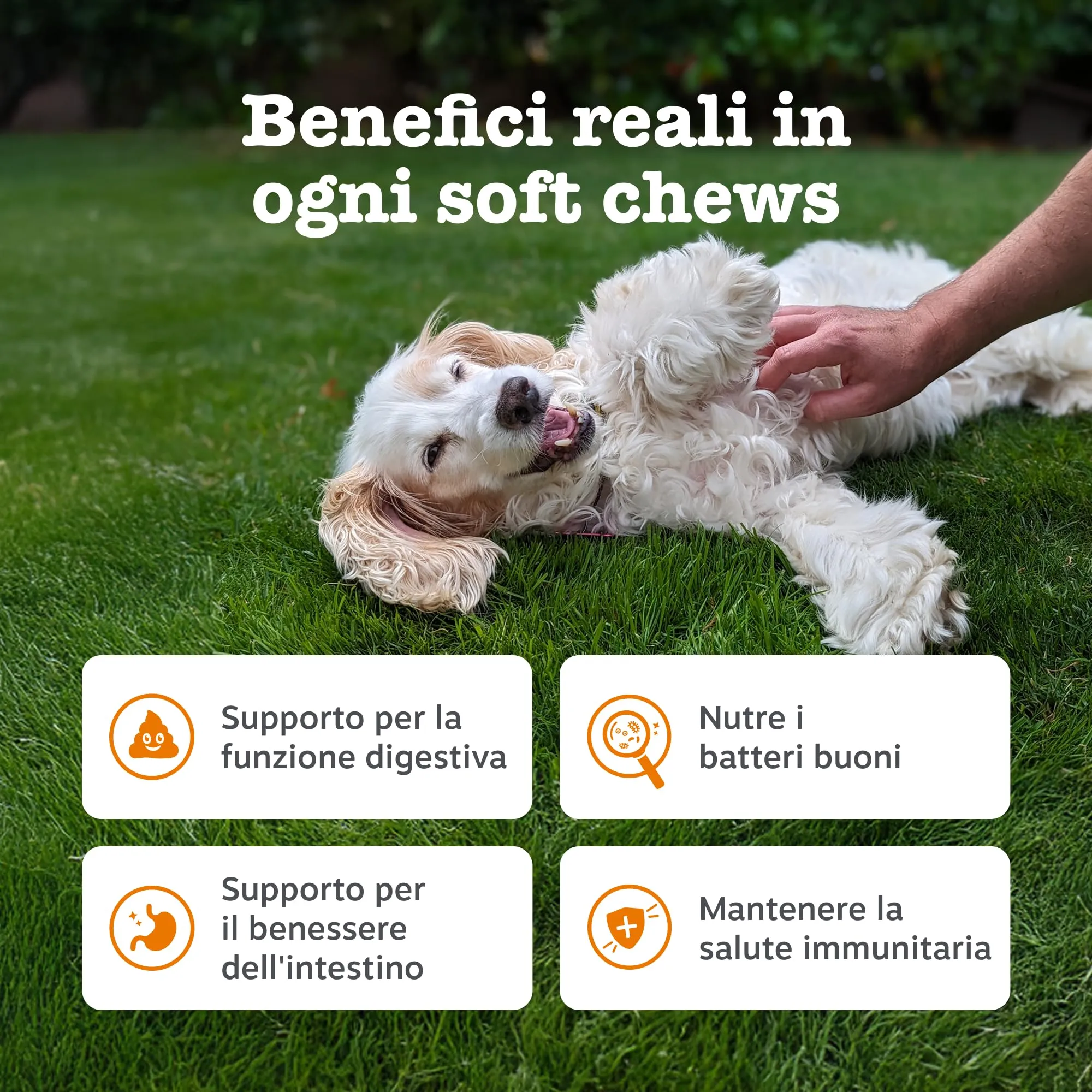 Zesty Paws Prebiotici, Probiotici e Postbiotici per Cani – 90 Bocconcini - immagine 3