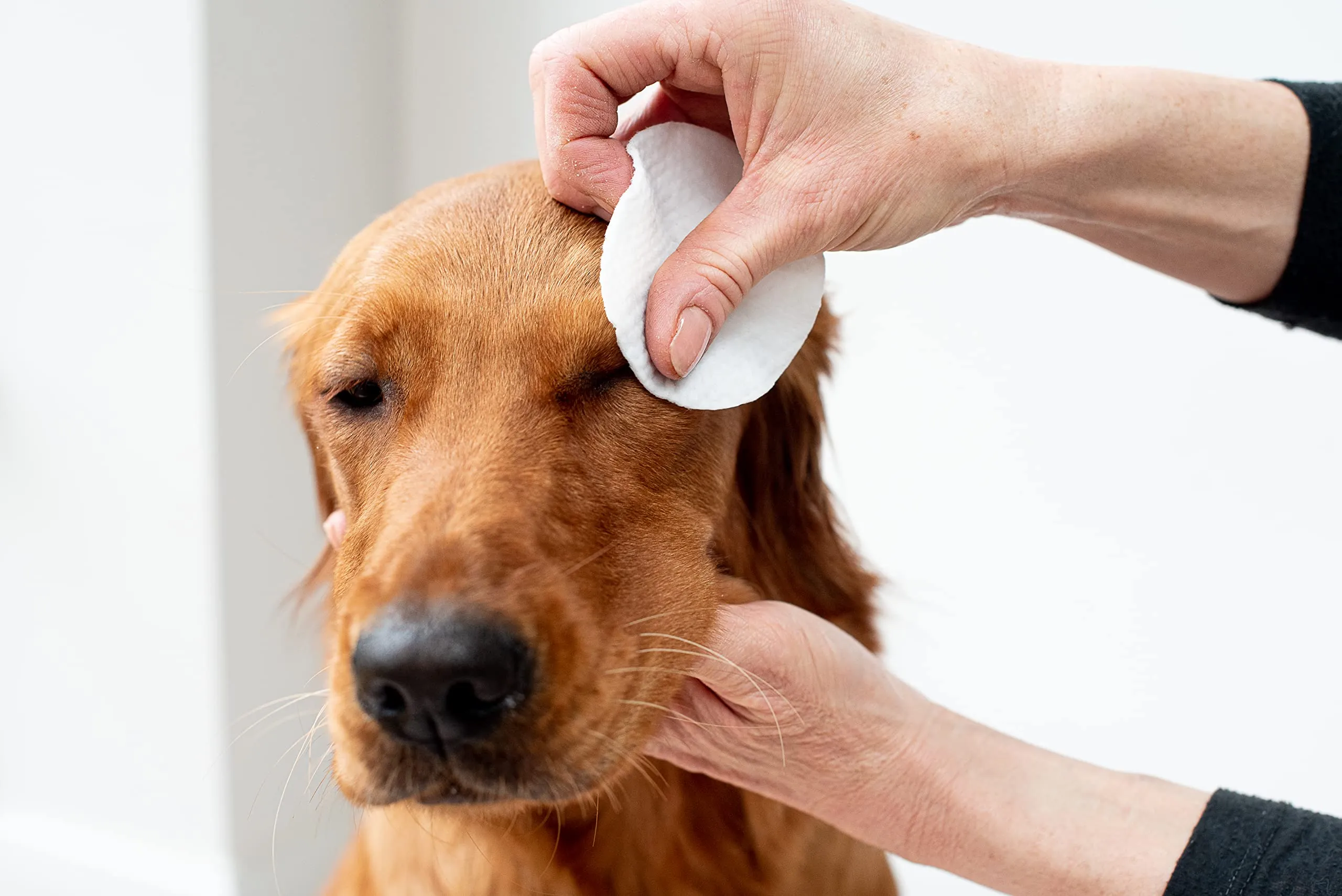 Pet Wiz Approvato dal Veterinario, 120 salviette Naturali Extra Large per Gli Occhi, Delicate e Lenitive - immagine 3