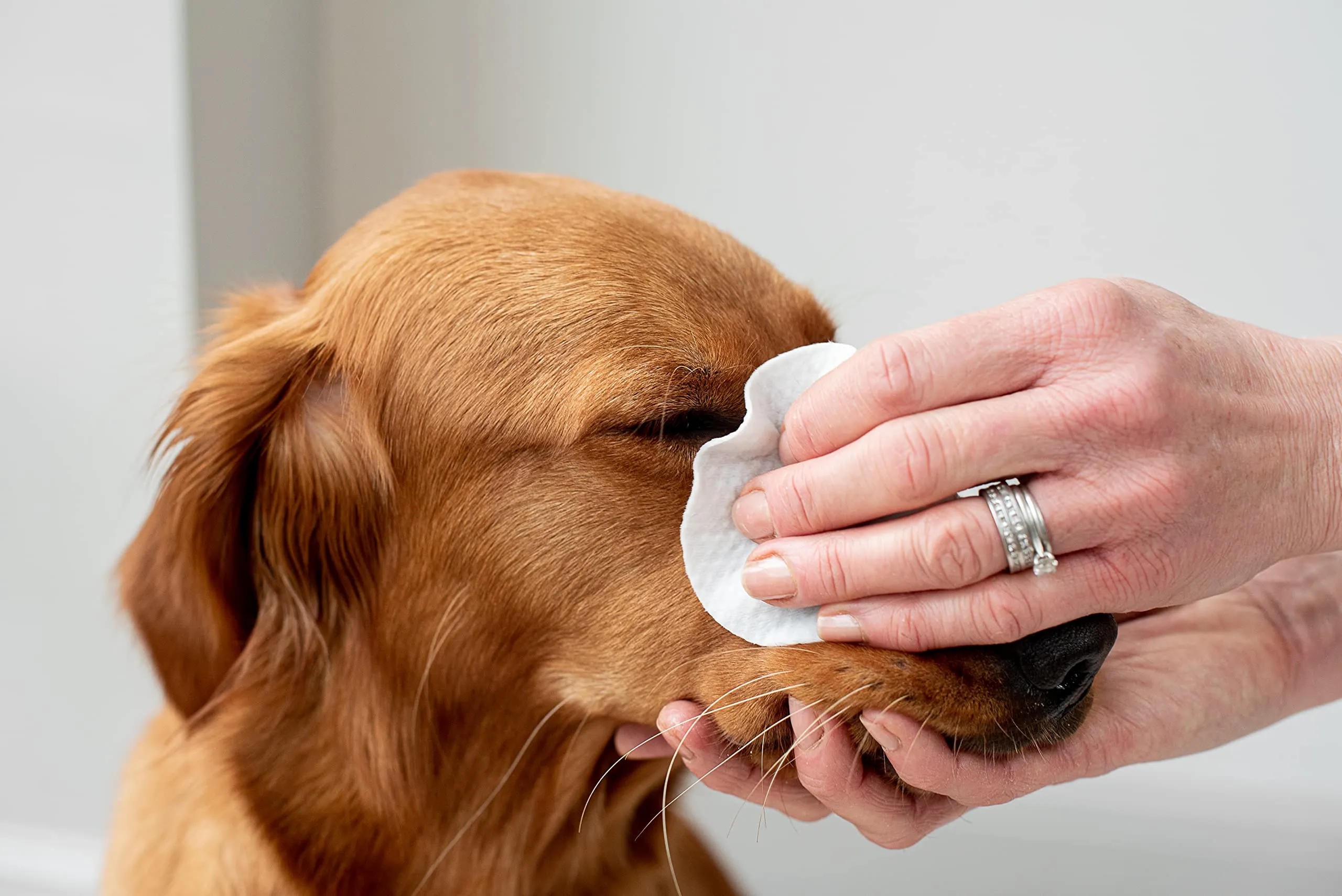 Pet Wiz Approvato dal Veterinario, 120 salviette Naturali Extra Large per Gli Occhi, Delicate e Lenitive - immagine 5
