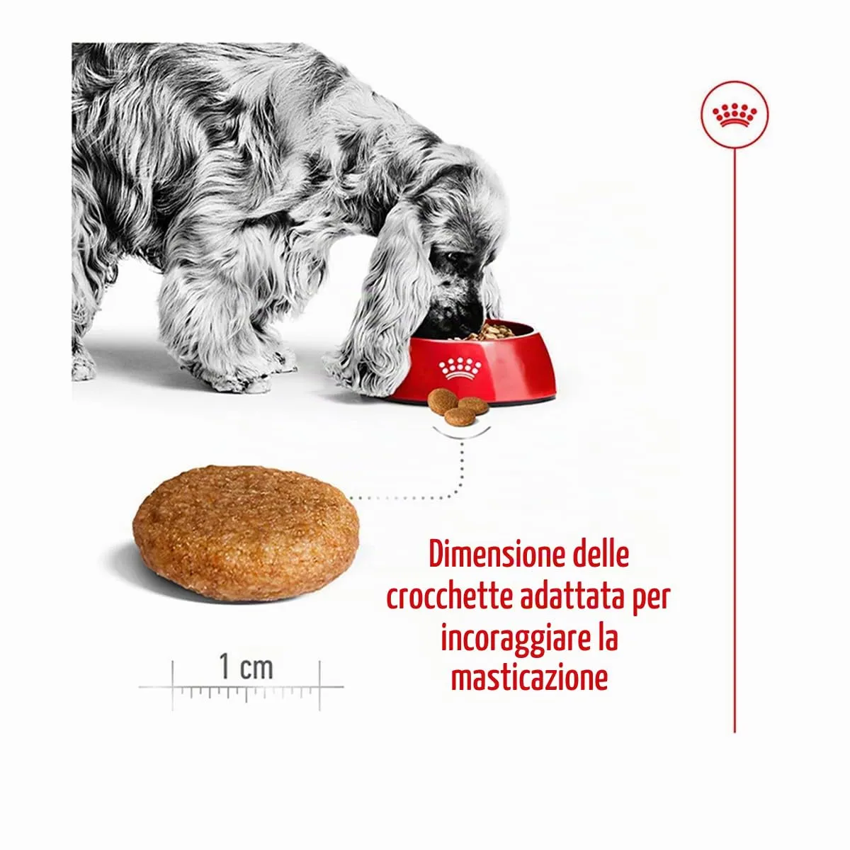 Royal Canin C-08405 S.N. Adulto medio - 10 kg - immagine 5