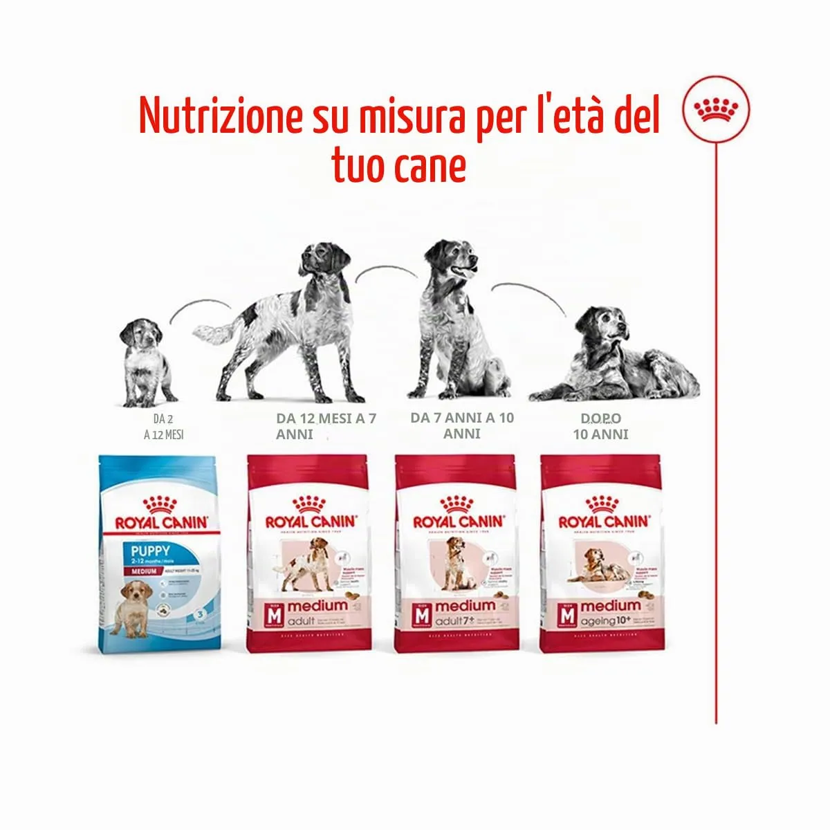 Royal Canin C-08405 S.N. Adulto medio - 10 kg - immagine 6