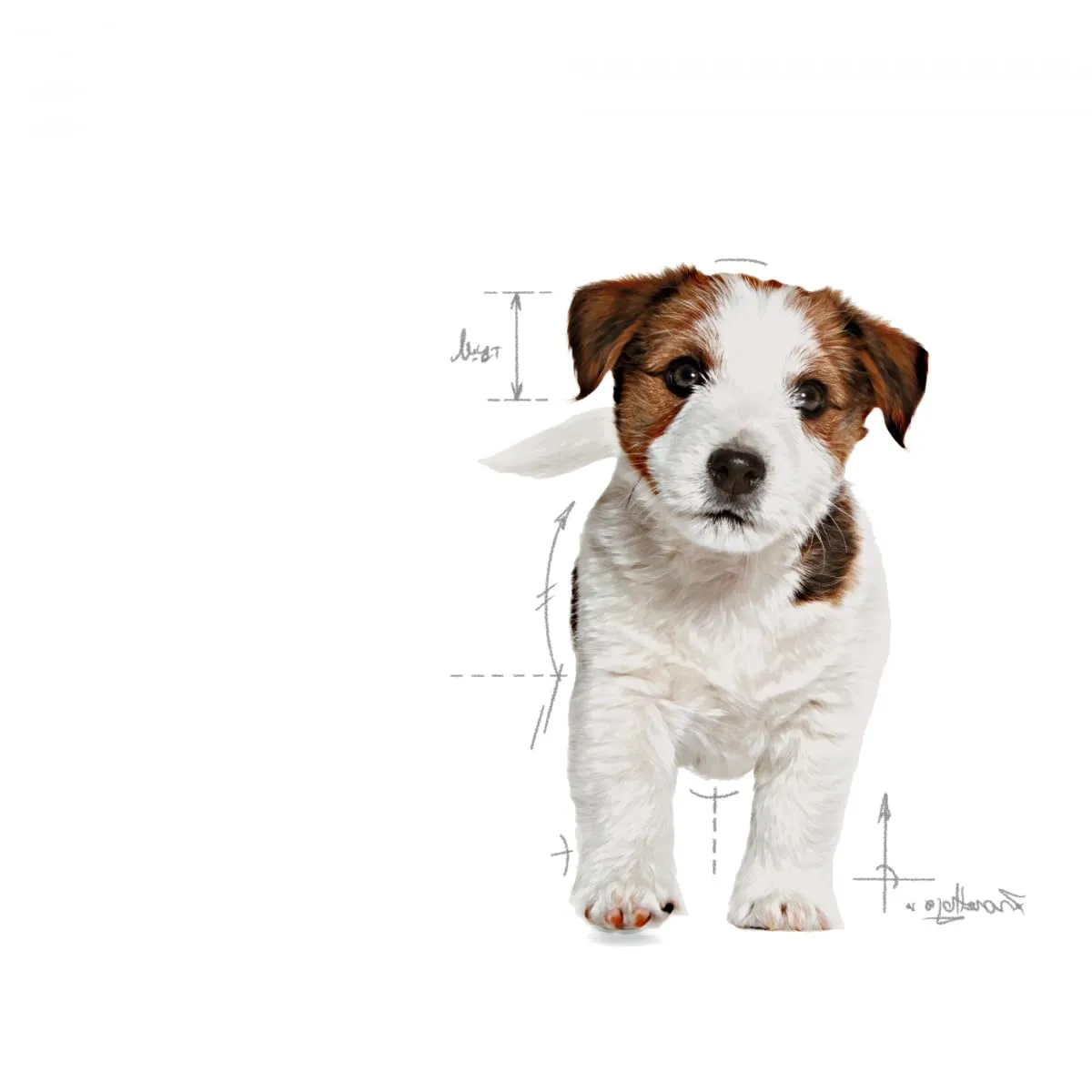 Royal Canin - Royal Canin Mini Puppy Contenuto: 2 kg - immagine 3