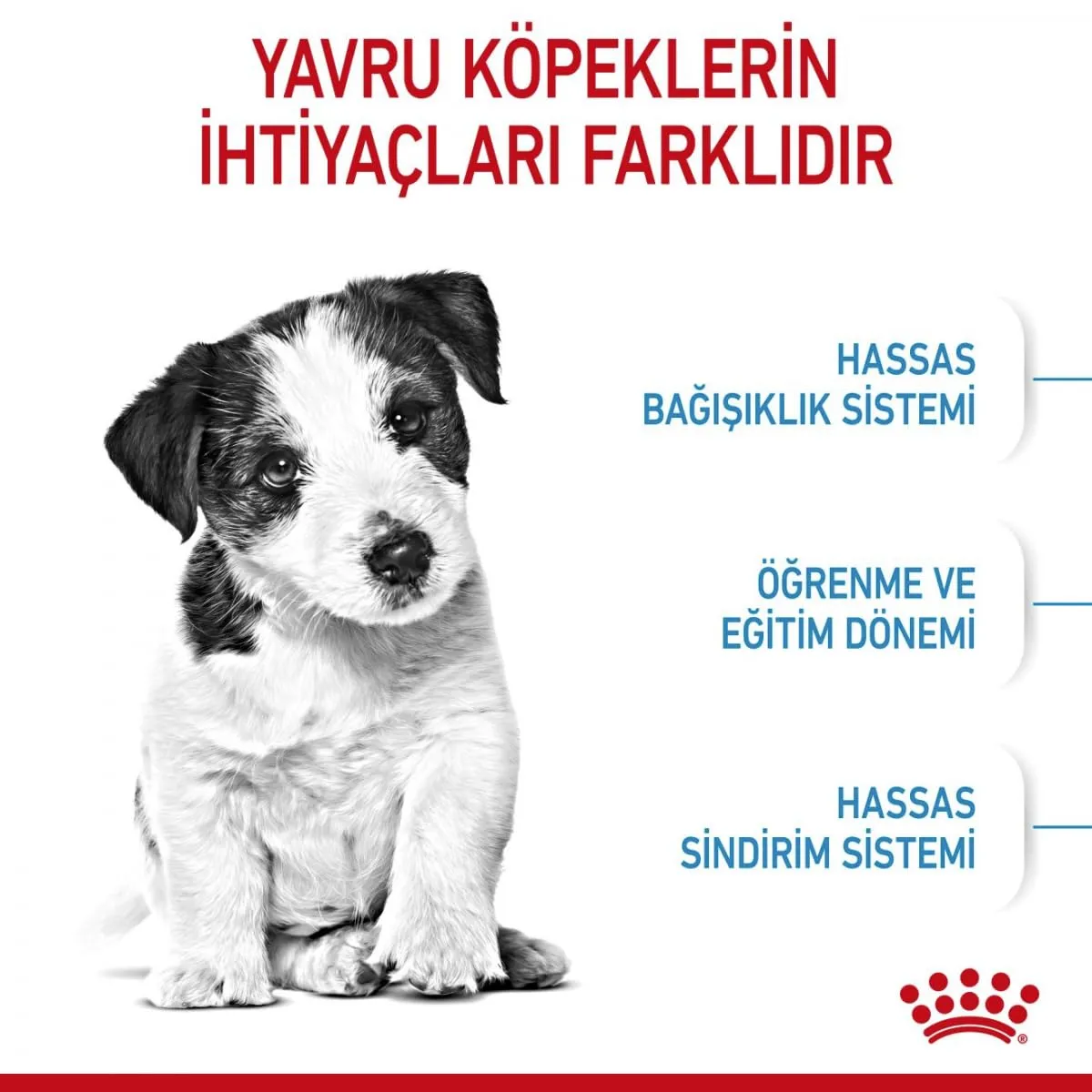 Royal Canin - Royal Canin Mini Puppy Contenuto: 2 kg - immagine 5