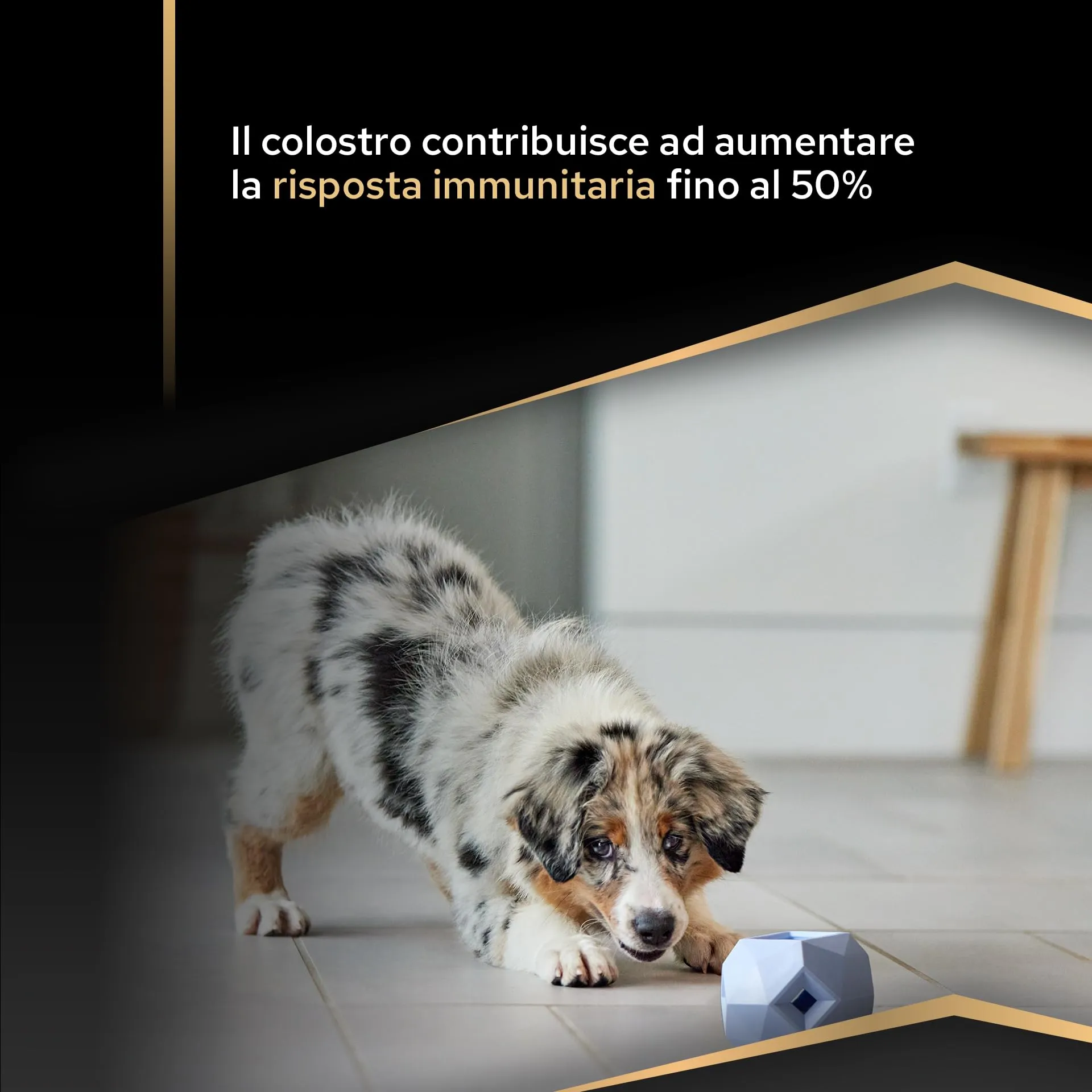 PURINA PRO PLAN Healthy Start Medium Crocchette per Cani Cuccioli con Pollo Sacco da 12kg - immagine 3