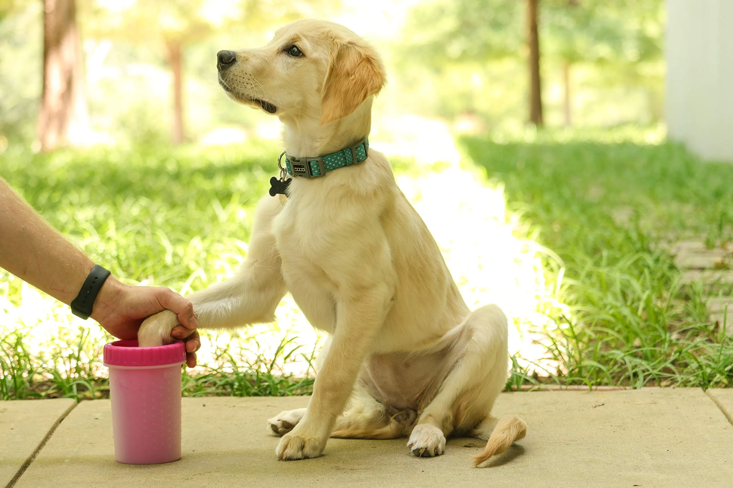 Dexas MudBuster Pulisci Zampe per Cani Portatile - immagine 5