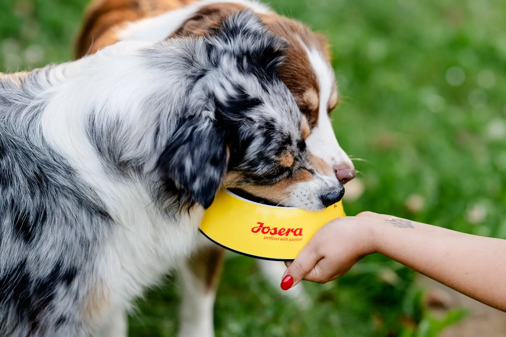 JosiDog Mini (1 x 900 g) | Cibo per cani di piccola taglia | cibo secco di alta qualità per cani adulti | powered by JOSERA | Confezione da 1 - immagine 6