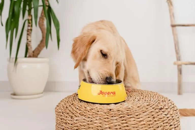 JosiDog Mini (1 x 900 g) | Cibo per cani di piccola taglia | cibo secco di alta qualità per cani adulti | powered by JOSERA | Confezione da 1 - immagine 8