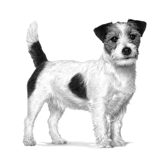 Royal Canin Veterinary Satiety Weight Management Cani di piccola taglia| 1,5 kg | Alimento dietetico completo per cani adulti | Per un controllo efficiente del peso - immagine 4