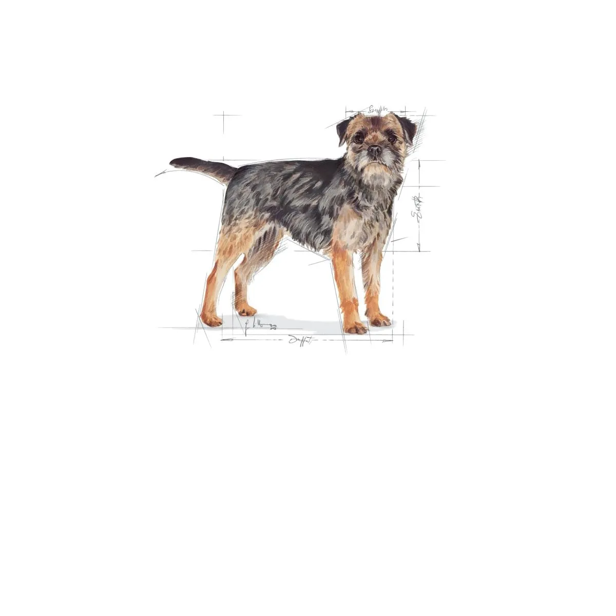 ROYAL CANIN Mini Sterilised - Alimento secco completo per cani adulti - 3kg - immagine 3