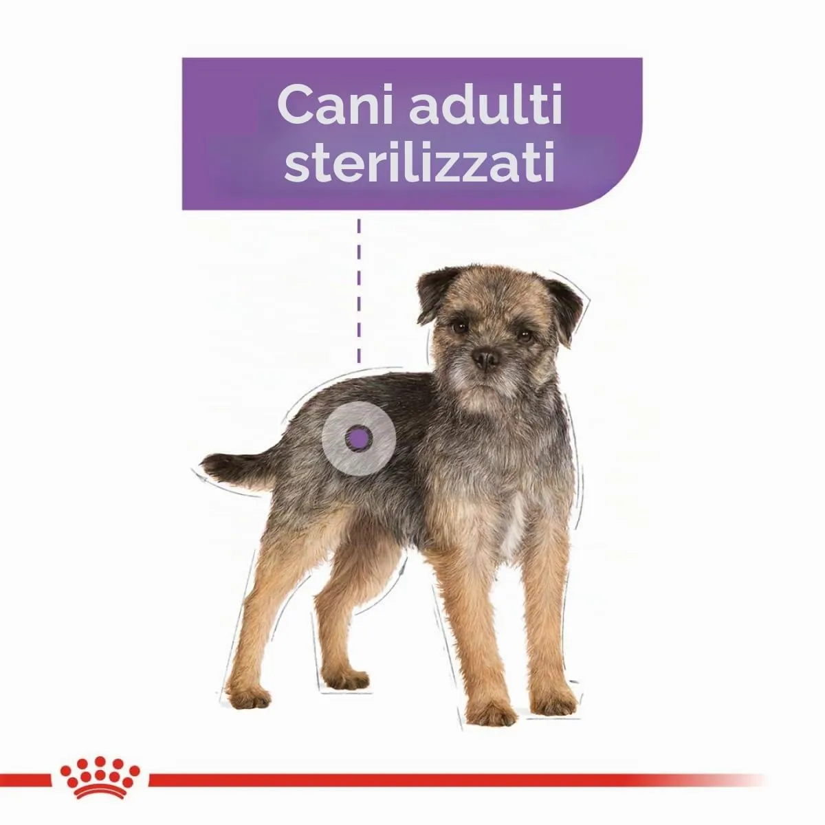 ROYAL CANIN Mini Sterilised - Alimento secco completo per cani adulti - 3kg - immagine 6