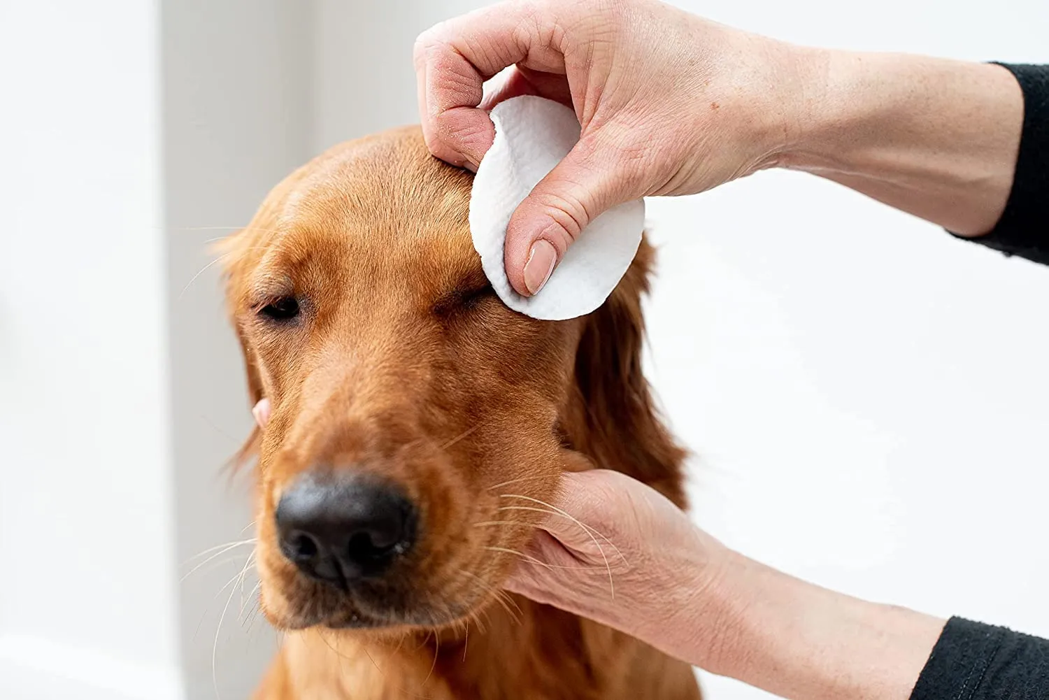 pet wiz Approvato dal veterinario, 240 salviette naturali extra large per gli occhi, delicate e lenitive - immagine 3