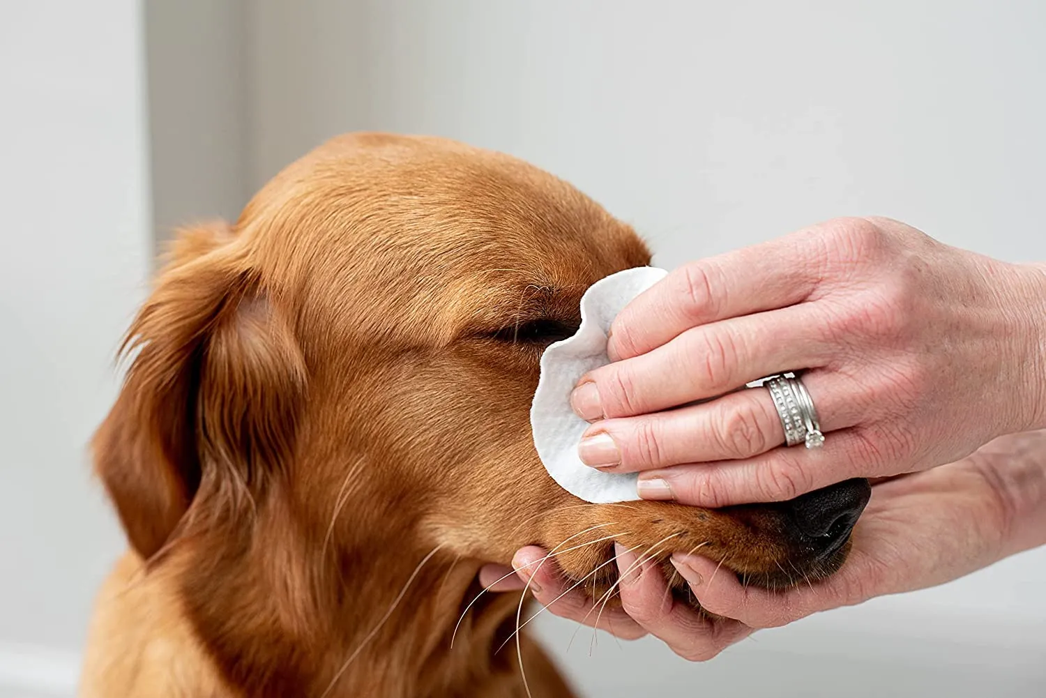 pet wiz Approvato dal veterinario, 240 salviette naturali extra large per gli occhi, delicate e lenitive - immagine 4