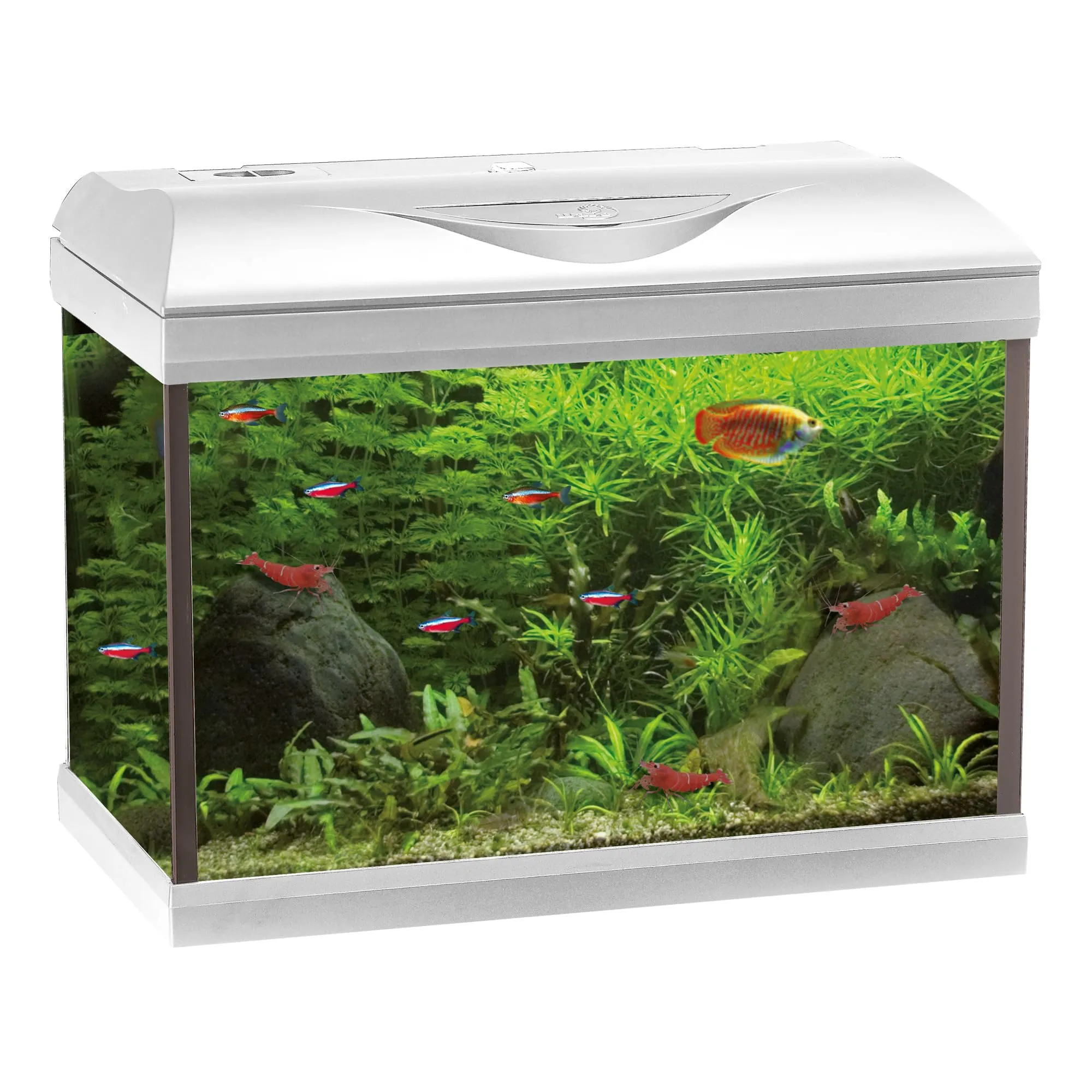 Amtra Basic 80 LED - Acquario completo di 95 litri, illuminazione LED 8500 8W, incluso filtro Filtering Box 150, 80x32x47 cm, bianco - immagine 1