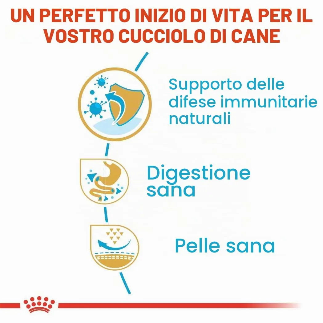 Royal Canin French Bulldog Puppy | 1 kg | Cibo secco per cuccioli di Bulldog Francese | Fino al 12° mese - immagine 5
