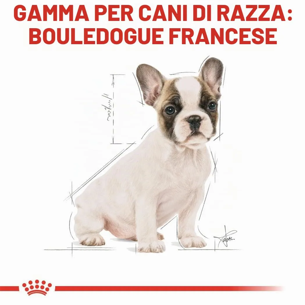Royal Canin French Bulldog Puppy | 1 kg | Cibo secco per cuccioli di Bulldog Francese | Fino al 12° mese - immagine 6