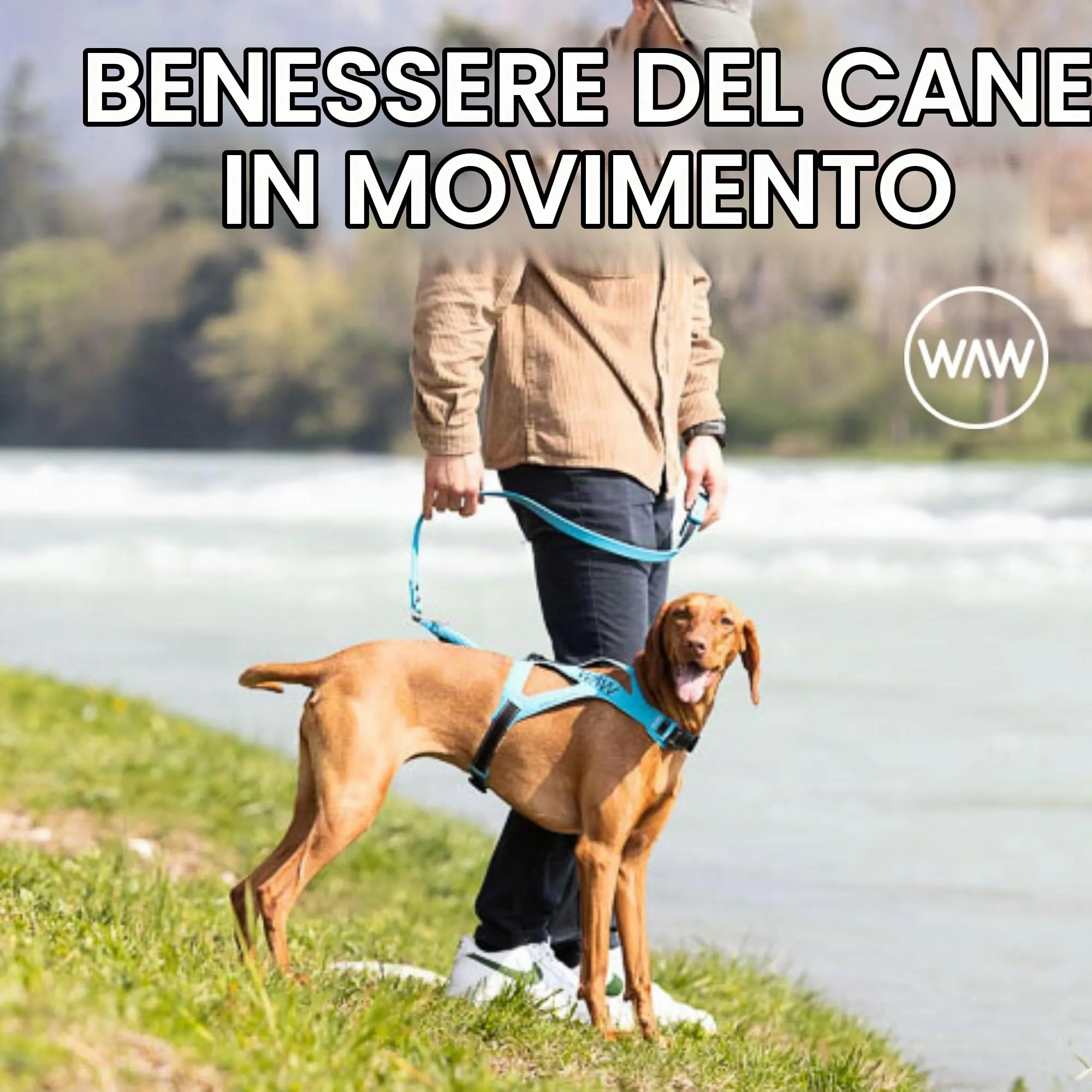 WAW, Smorzatore Antishock per Guinzaglio Cani, per Cani da 1 a 50 kg, Taglia XL, Nero, Linea Basic - immagine 8