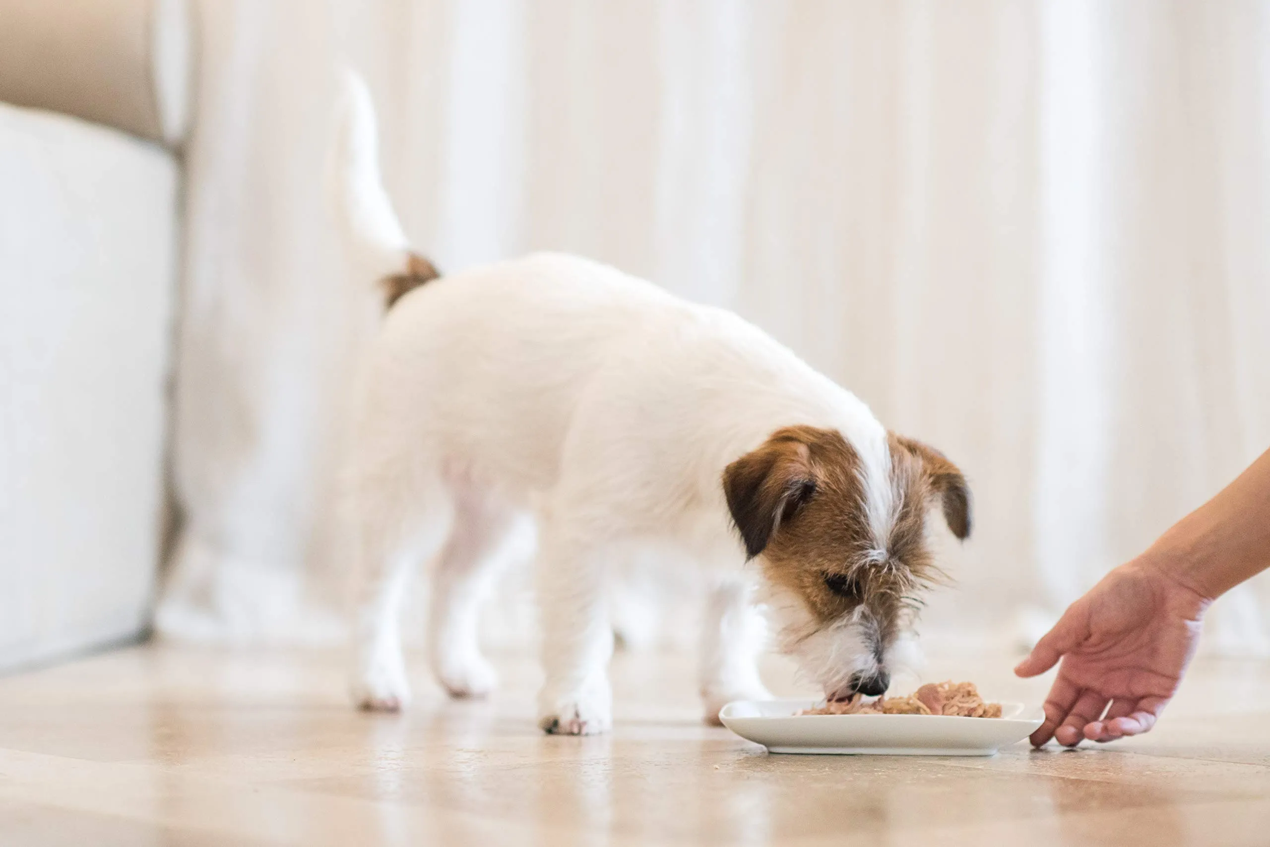 Schesir, Cibo Umido per Cani Adulti al Gusto Pollo con Carote, Filetti in Morbida Gelatina - Totale 4,56 Kg (16 Lattine da 285G) - immagine 3