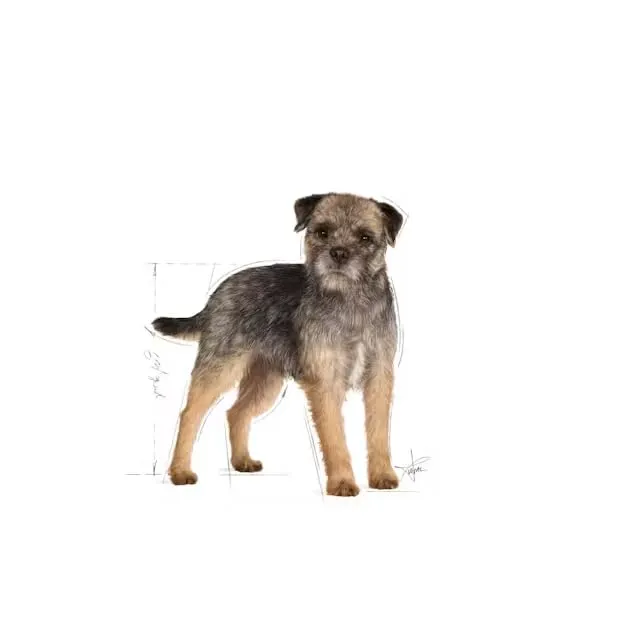ROYAL CANIN Mini Sterilised | 1kg | Alimento completo per cani di piccola taglia | Per cani adulti e sterilizzati con tendenza all'aumento di peso | Cibo secco - immagine 4