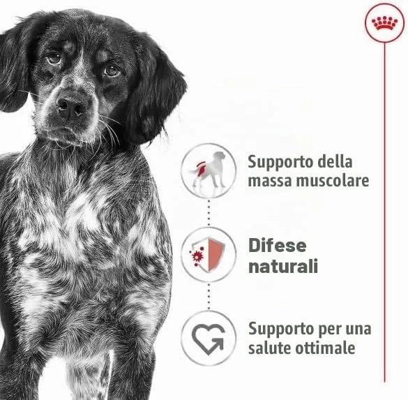 royal canin medium adult kg 12 - immagine 2