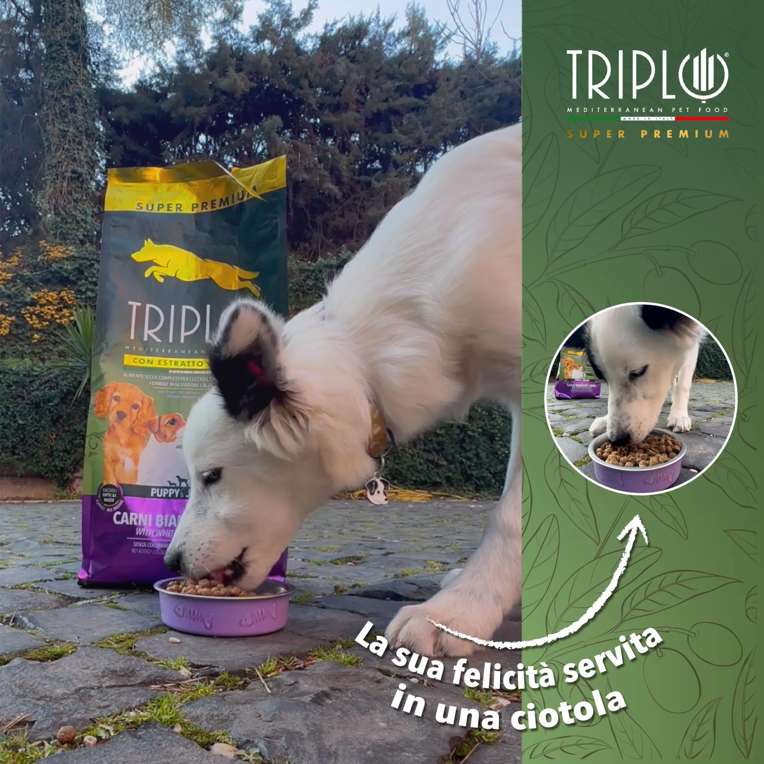 TerComposti - Triplo Pet Food Pollo e Riso 12kg, Ideale per Adulti di Tutte le Razze, Pelo Lucido e Folto, Crocchette Cani con Estratto di Olivo, Cibo per Cani Secco Nutriente e Bilanciato - immagine 3