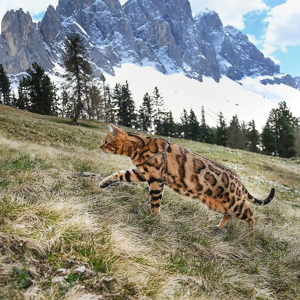 Ferplast Pettorina Cane Taglia Piccola EASY XS, Pettorina Gatto Regolabile, Facile da Indossare, 33-46 cm. Marrone - immagine 2
