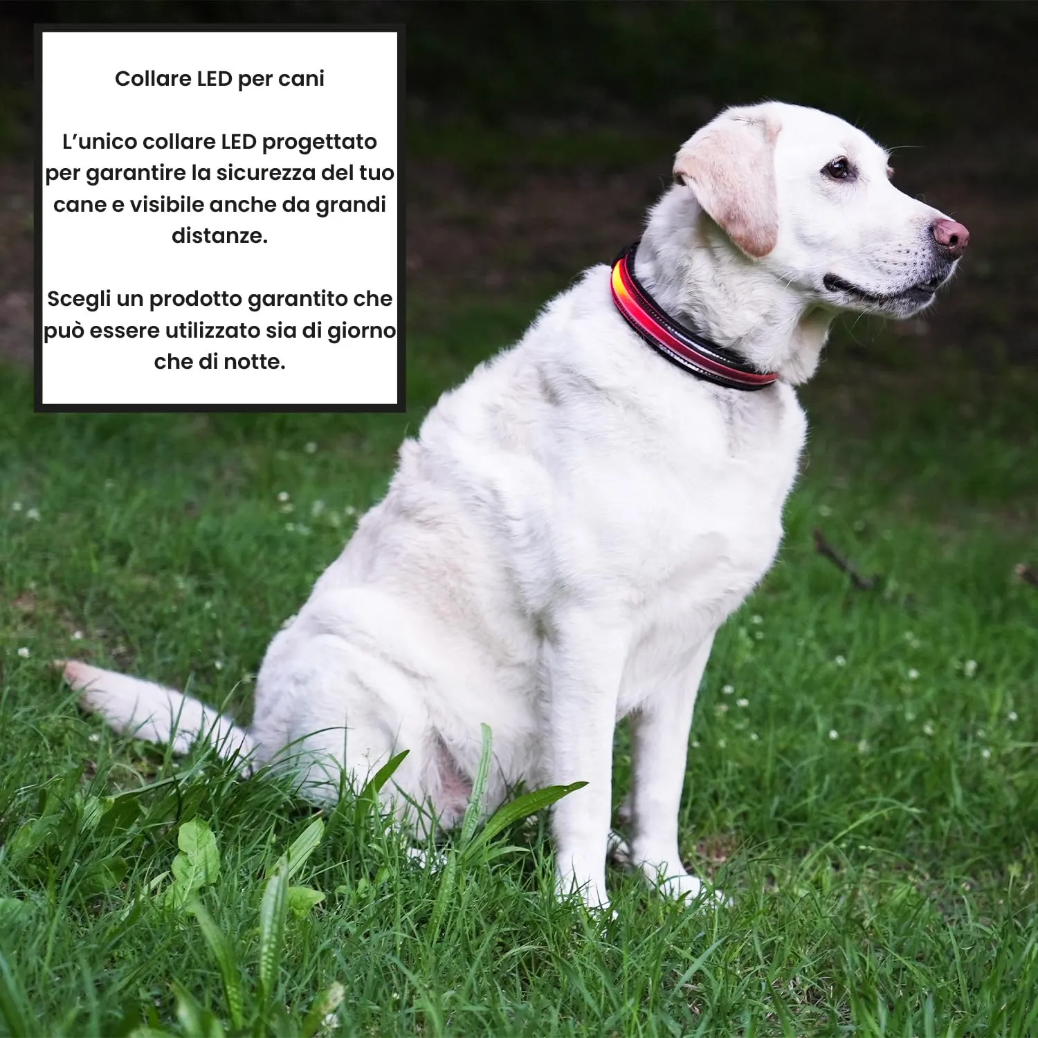 PETTY Collare Luminoso per Cani REGOLABILE LED - Collarino TRASPIRANTE RICARICABILE Usb, Chiusura Regolabile e Bottone di Sicurezza Antistrozzo - Cani Taglia Piccola Media e Grande XS Verde - immagine 7