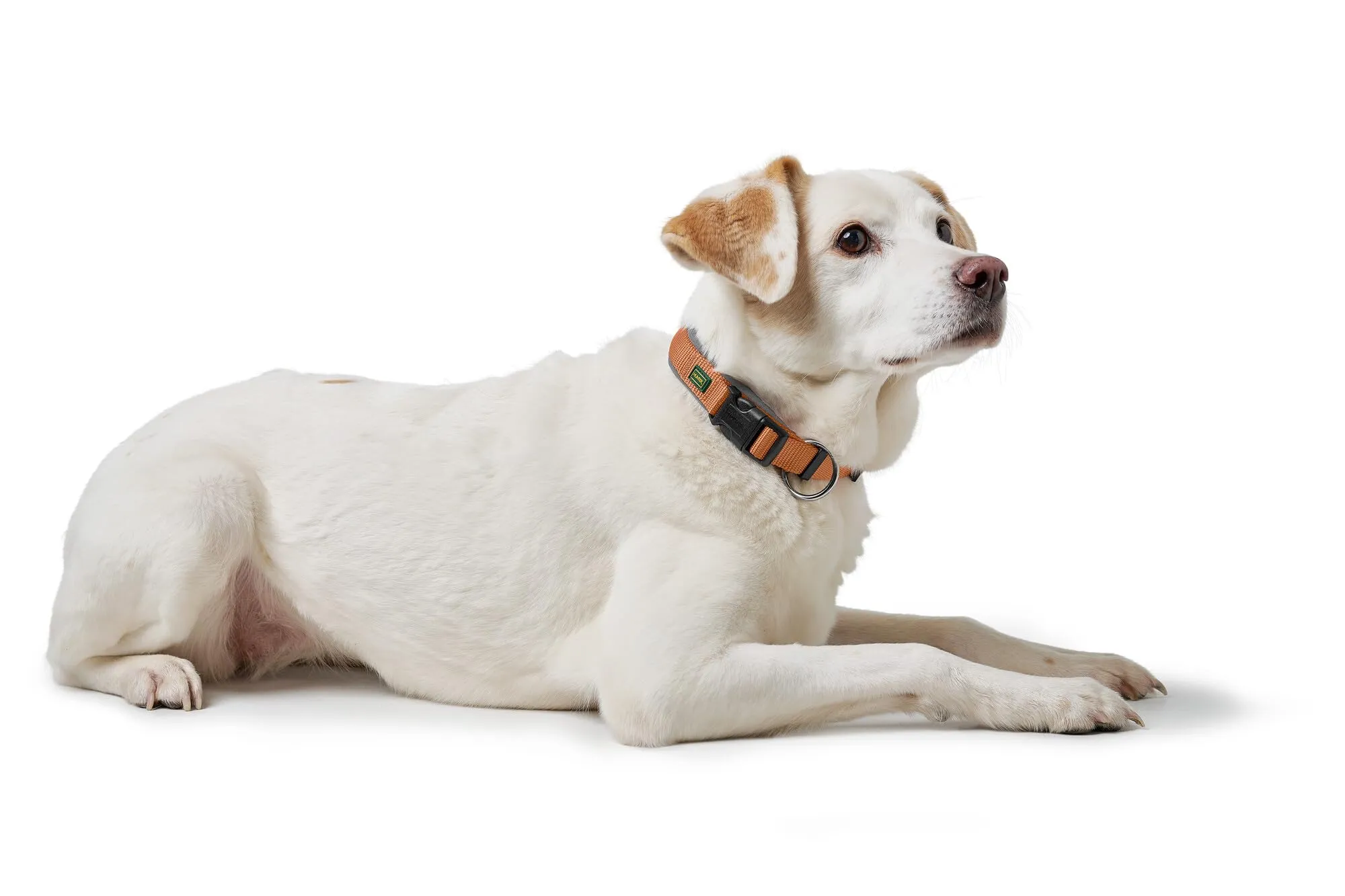 HUNTER Neopen Vario Plus, collare per cani, colore: rame/grigio, nylon resistente, morbida imbottitura in neoprene, regolabile in modo continuo, con scarico della trazione, facile da pulire, - immagine 4