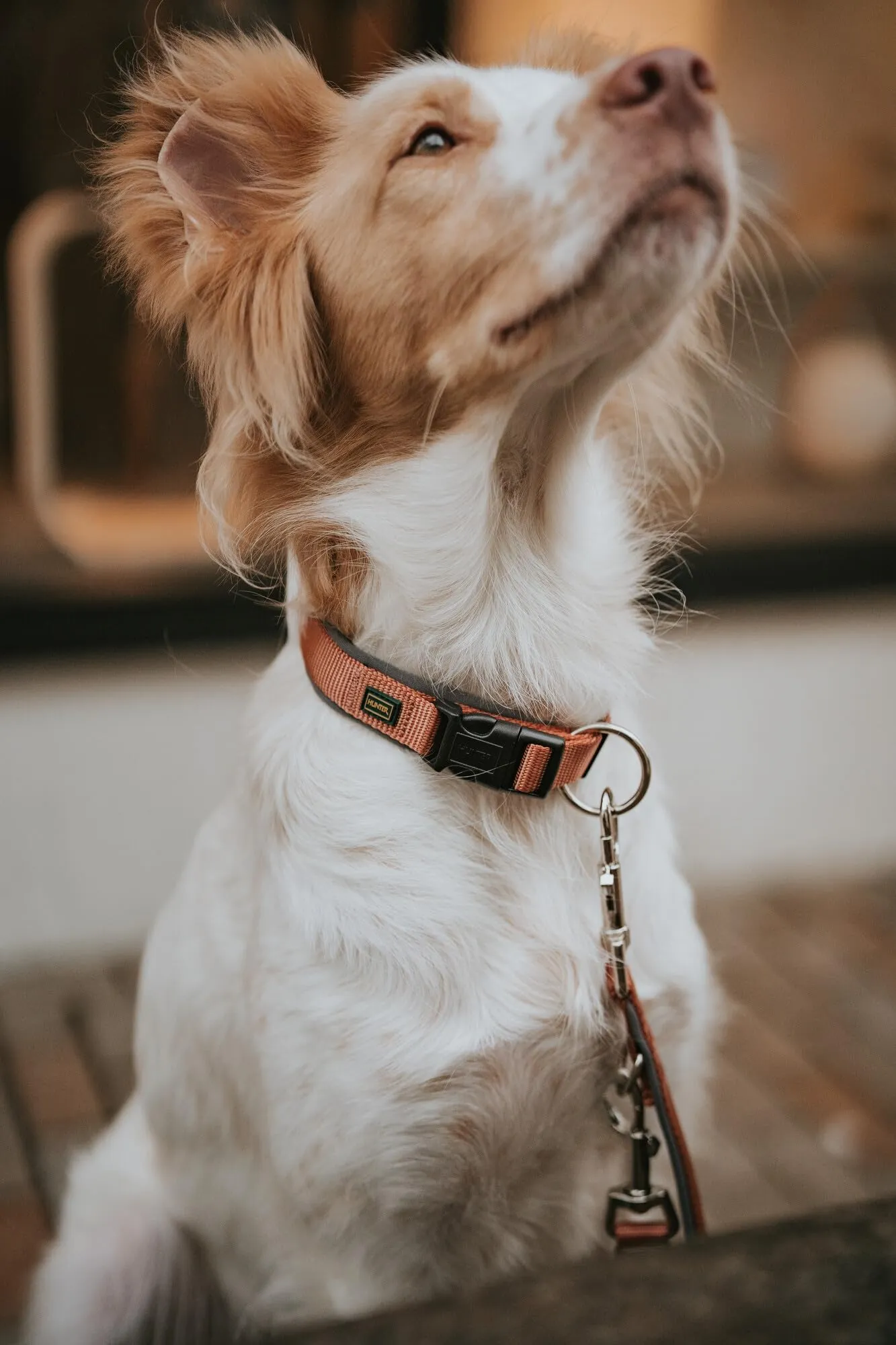 HUNTER Neopen Vario Plus, collare per cani, colore: rame/grigio, nylon resistente, morbida imbottitura in neoprene, regolabile in modo continuo, con scarico della trazione, facile da pulire, - immagine 7