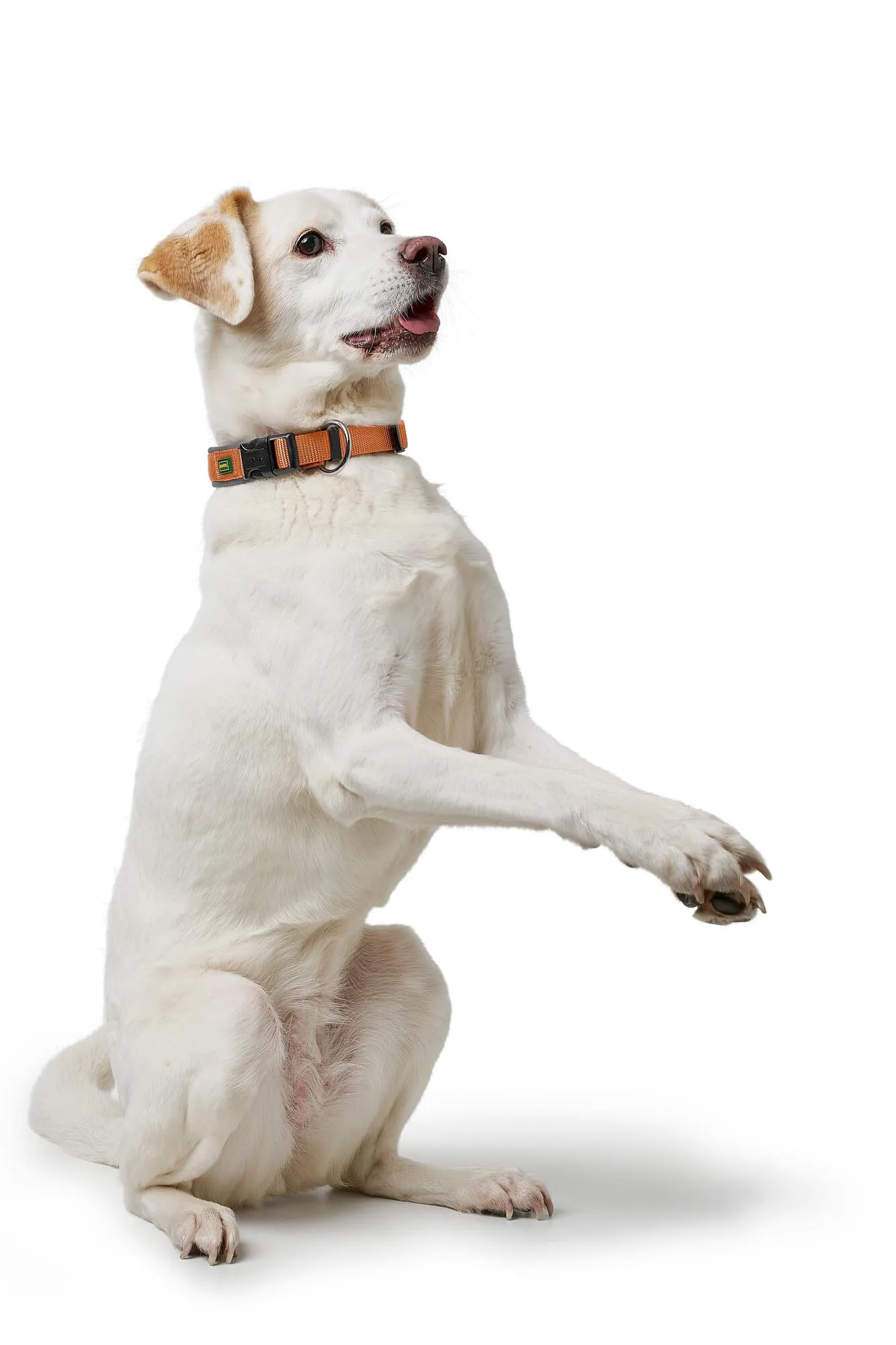 HUNTER Neopen Vario Plus, collare per cani, colore: rame/grigio, nylon resistente, morbida imbottitura in neoprene, regolabile in modo continuo, con scarico della trazione, facile da pulire, - immagine 3