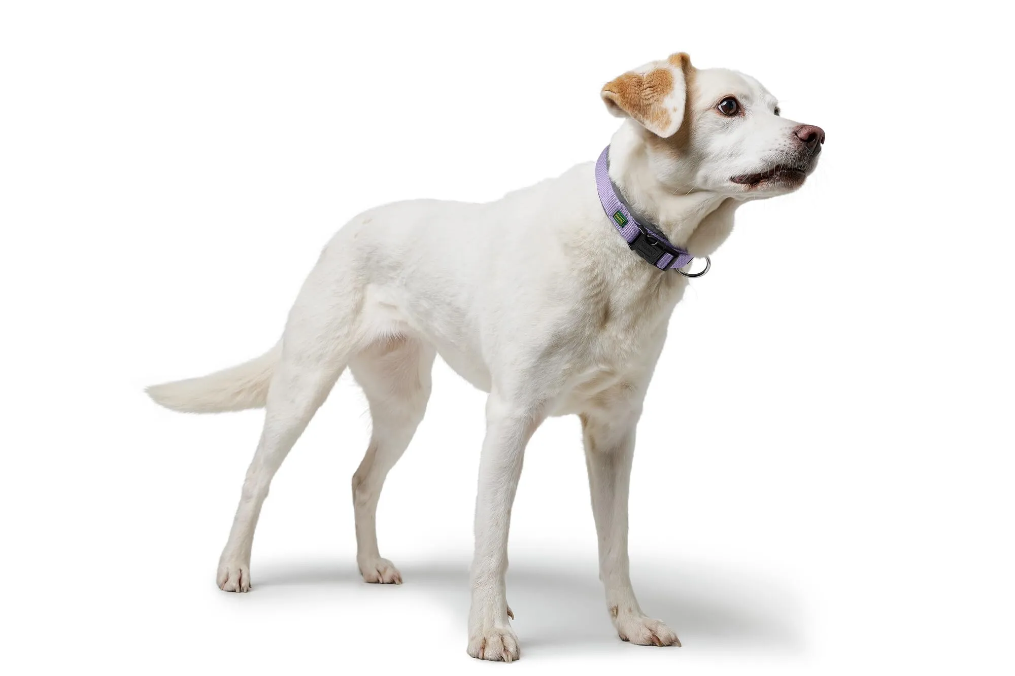 HUNTER Neopen Vario Plus, collare per cani, colore: lavanda/grigio, nylon resistente, morbida imbottitura in neoprene, regolabile in modo continuo, con scarico della trazione, facile da pulire, - immagine 3