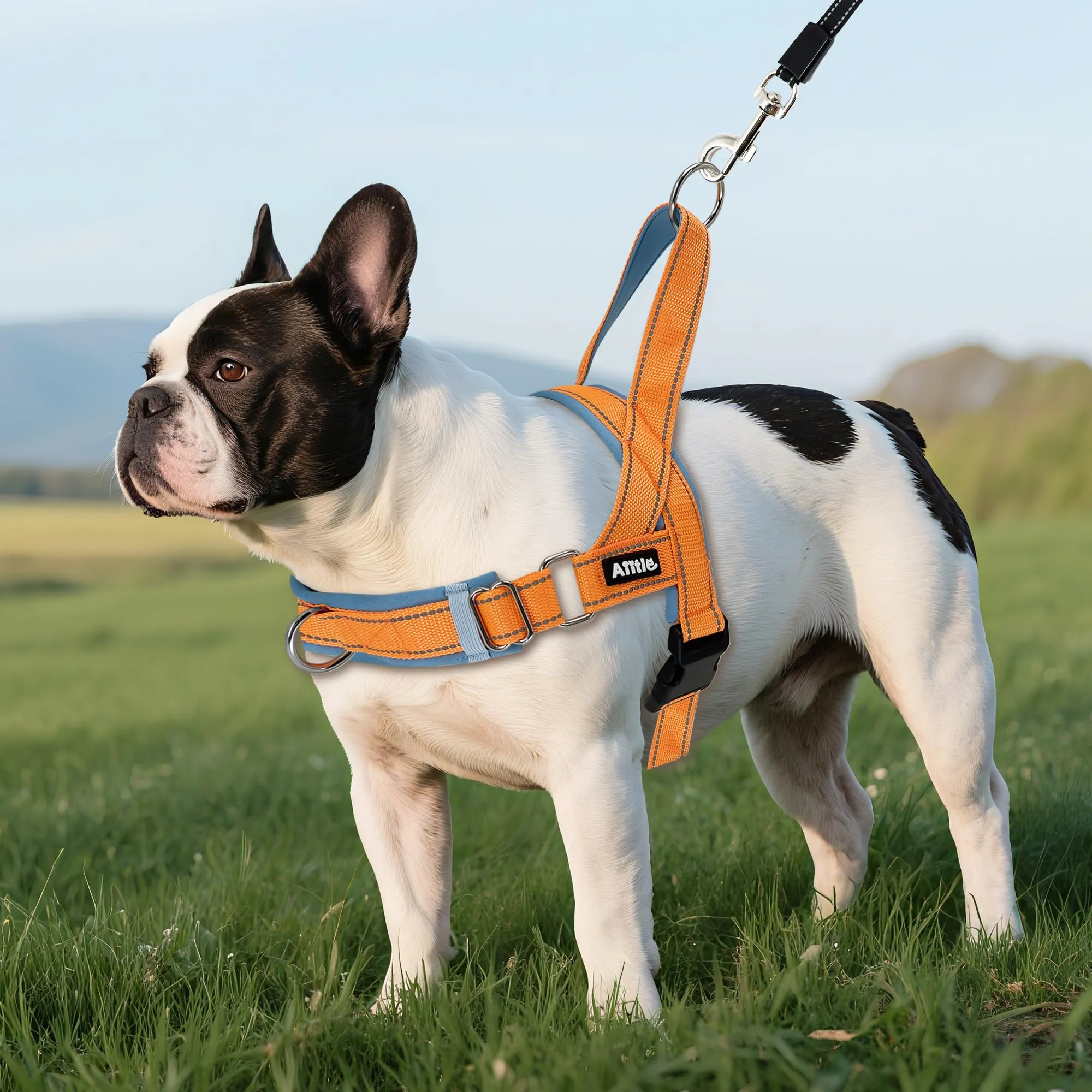 AIITLE Pettorina tattica anti-fuga migliorata per cani, regolabile su collo e petto, anti-tiro con impugnatura morbida imbottita, facile da usare per cani di grossa taglia Arancione-Blu L - immagine 7