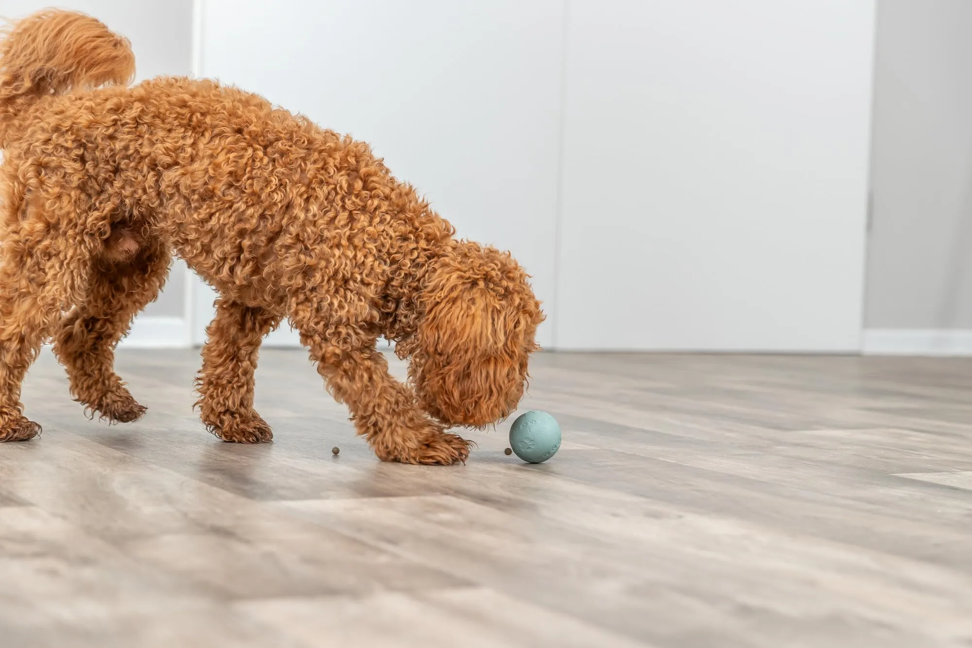 TRIXIE - Palla da Snack in Gomma Naturale, Colori Assortiti - immagine 5