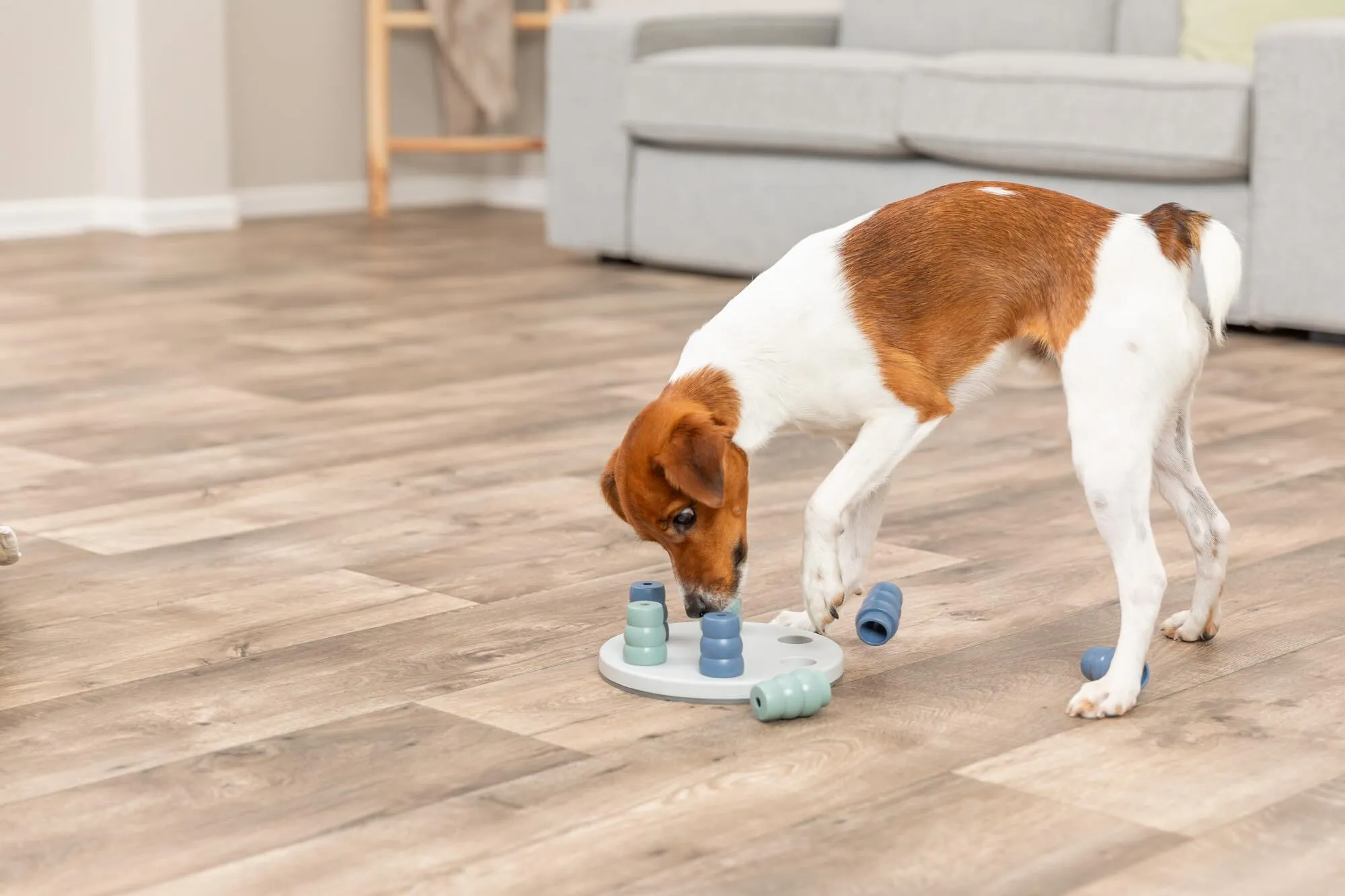 TRIXIE Mini Solitario attività Cane 20 cm - immagine 5