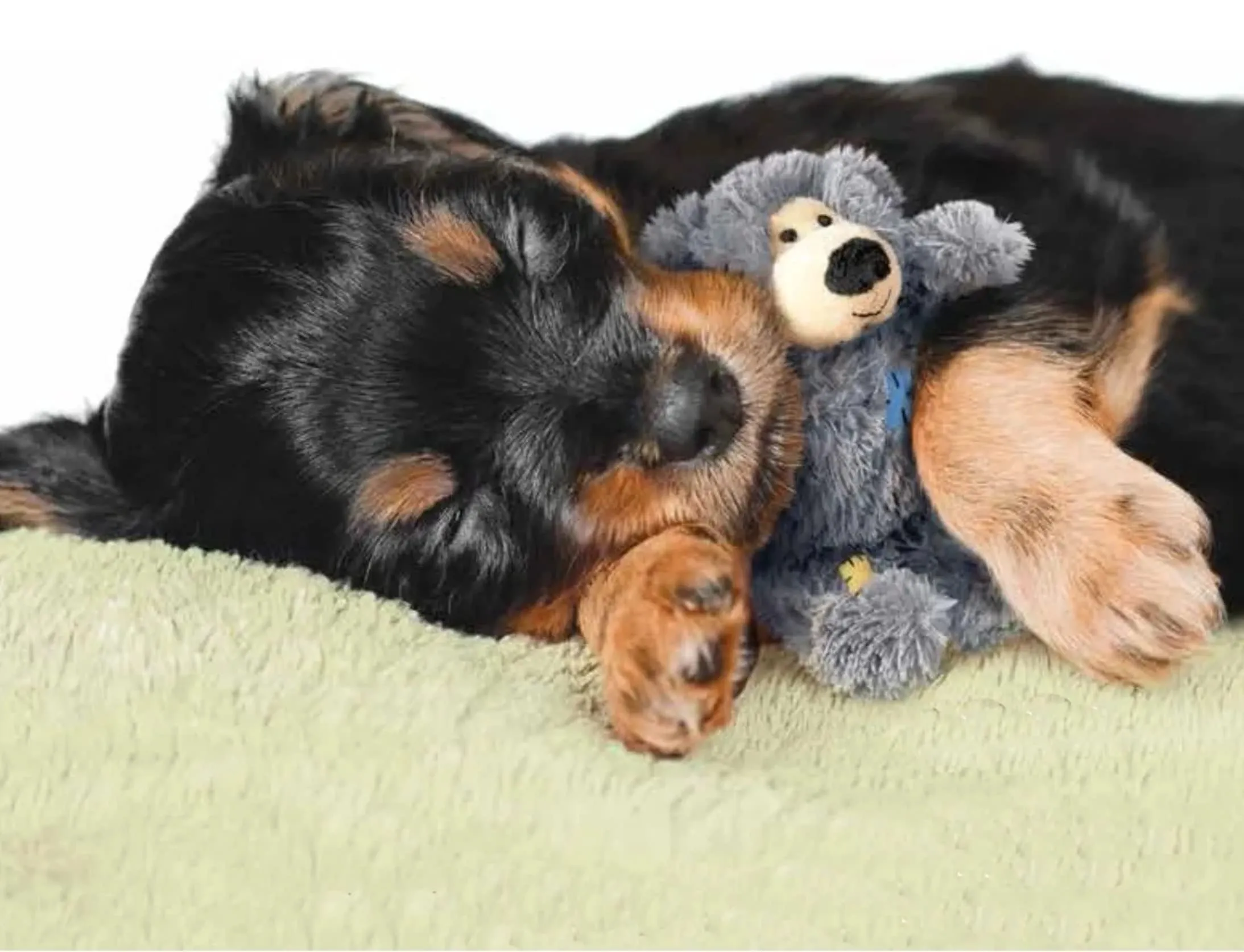Kong Wild Knots Bears - Giocattoli per cani resistenti, taglia: S/M, confezione da 2 - immagine 3