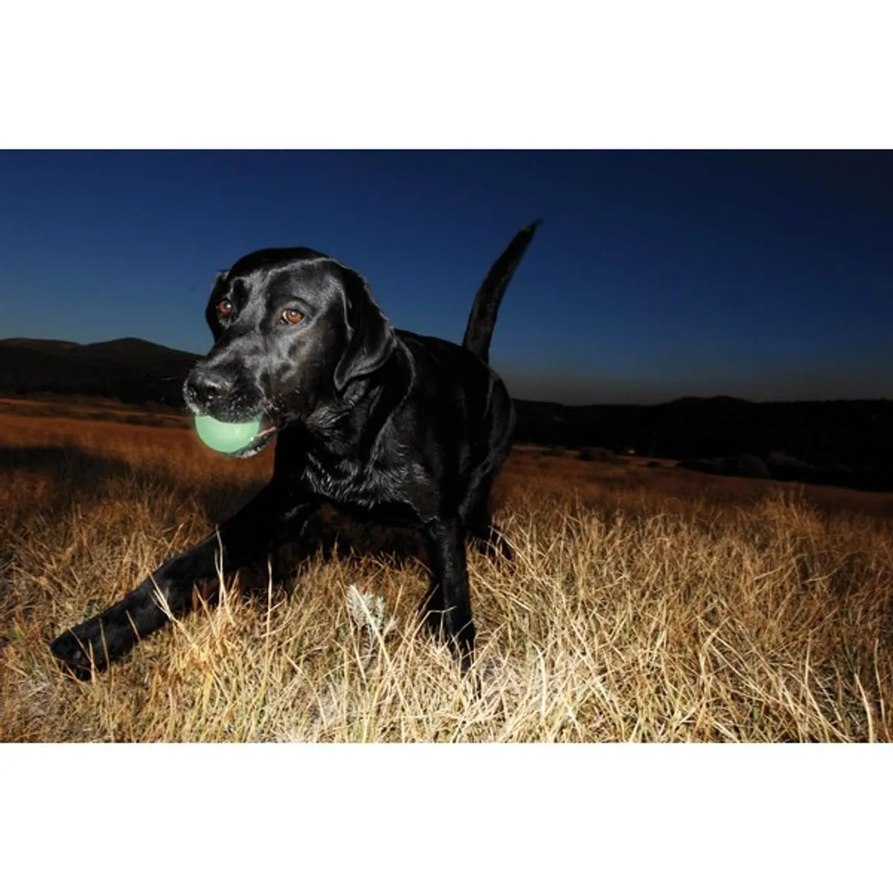 Chuckit Max Glow Ball - immagine 5