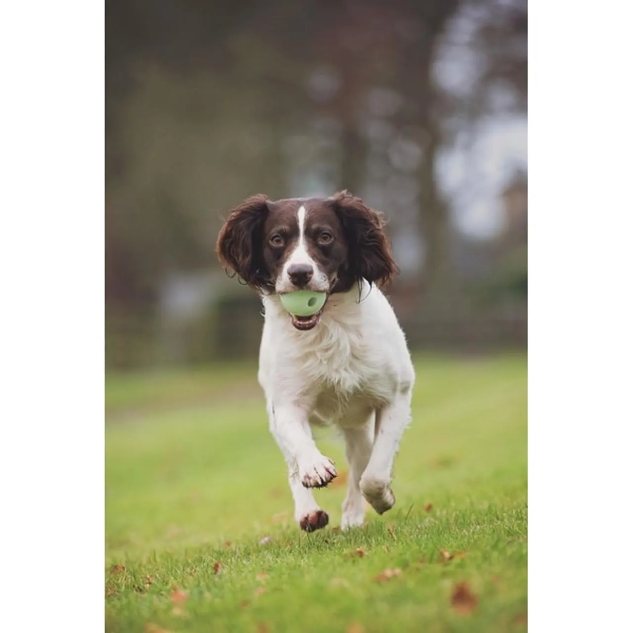 Chuckit Max Glow Ball - immagine 8