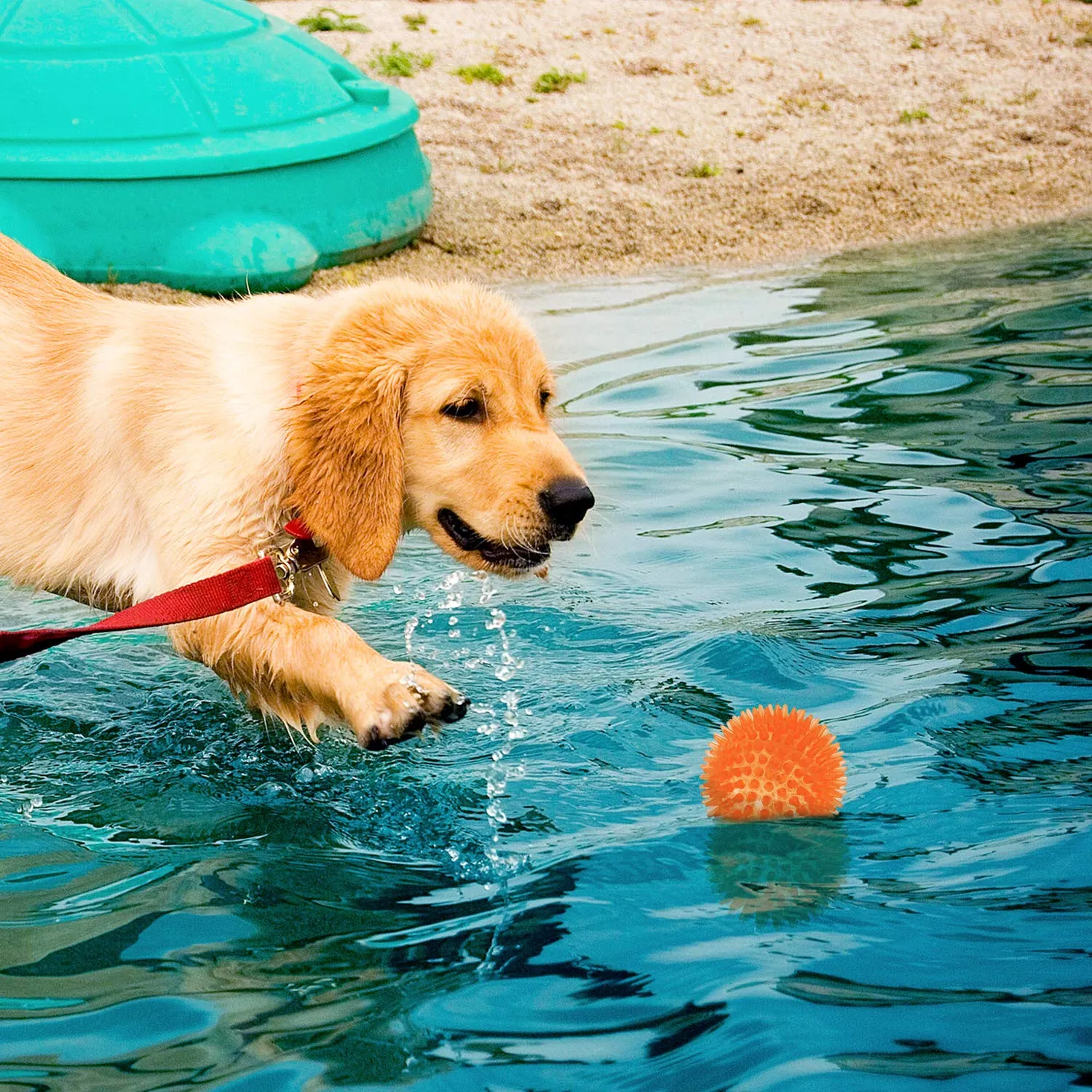 Palline cigolanti per cani di piccole dimensioni, palline da riporto per cani in gomma confezione da 6 colori vivaci in TPR, giocattoli per cuccioli, palline giocattolo per cani - immagine 7
