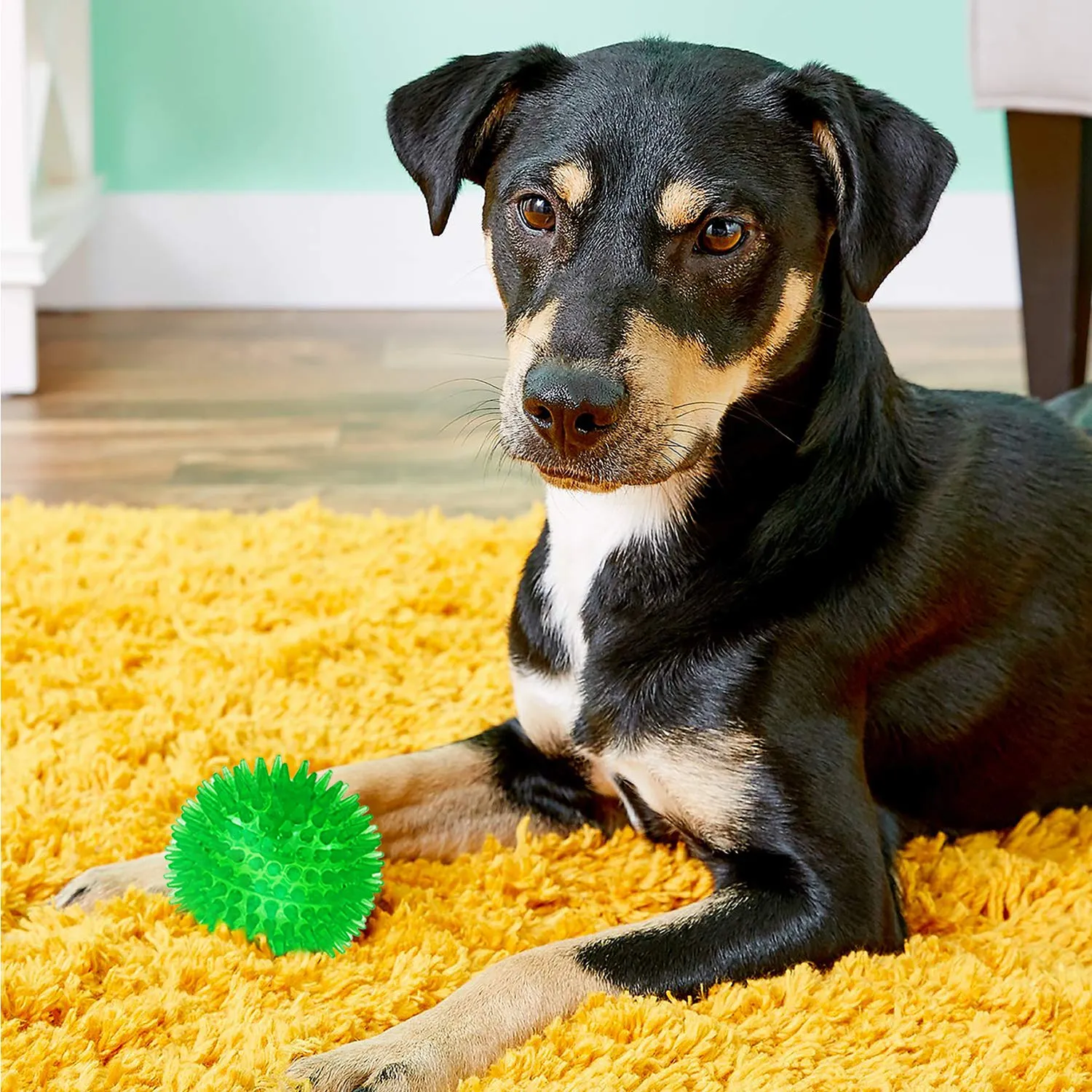 Palline cigolanti per cani di piccole dimensioni, palline da riporto per cani in gomma confezione da 6 colori vivaci in TPR, giocattoli per cuccioli, palline giocattolo per cani - immagine 9